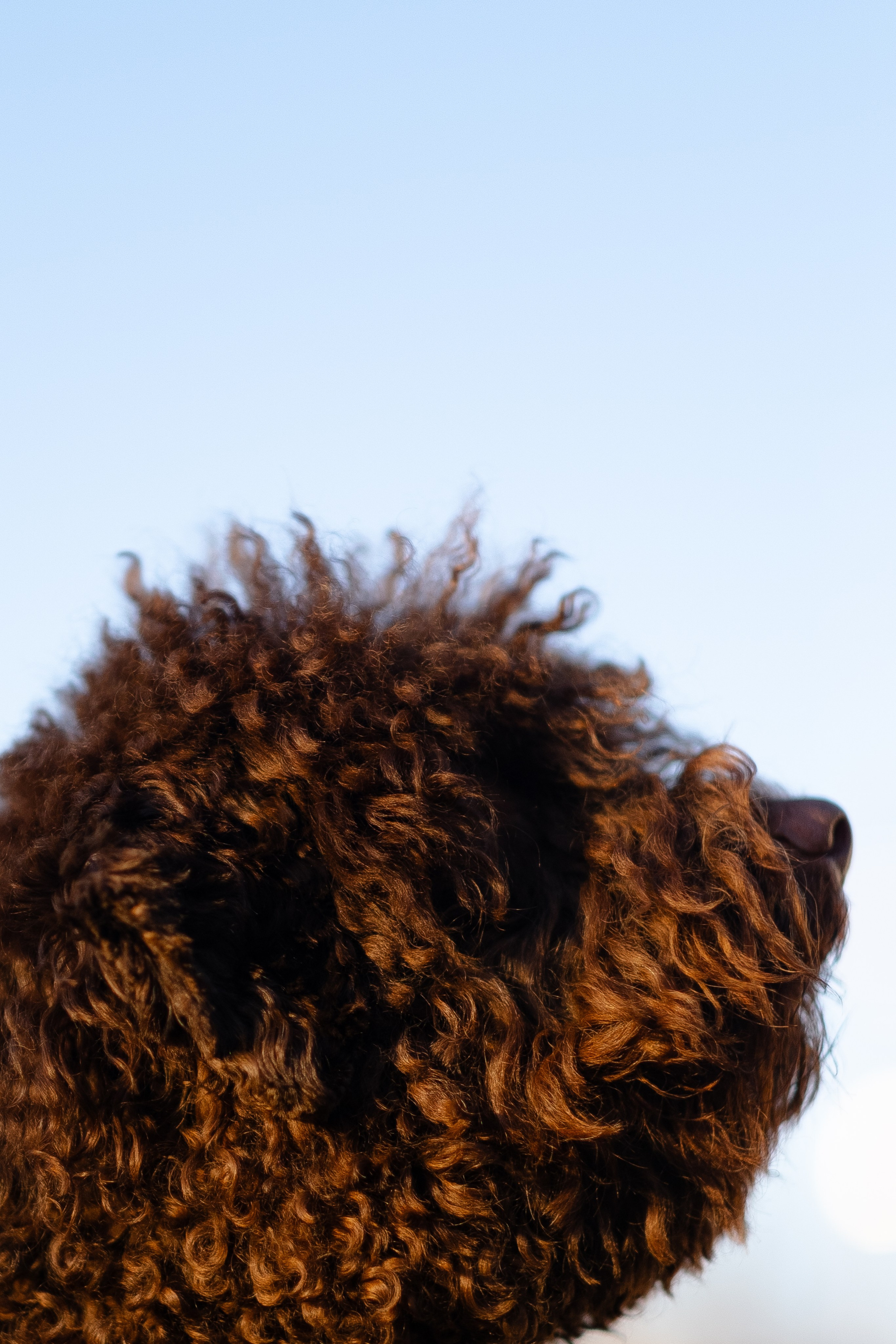 Тьеринна и Миша. Фотограф и видеограф анималист Аганина Дарья