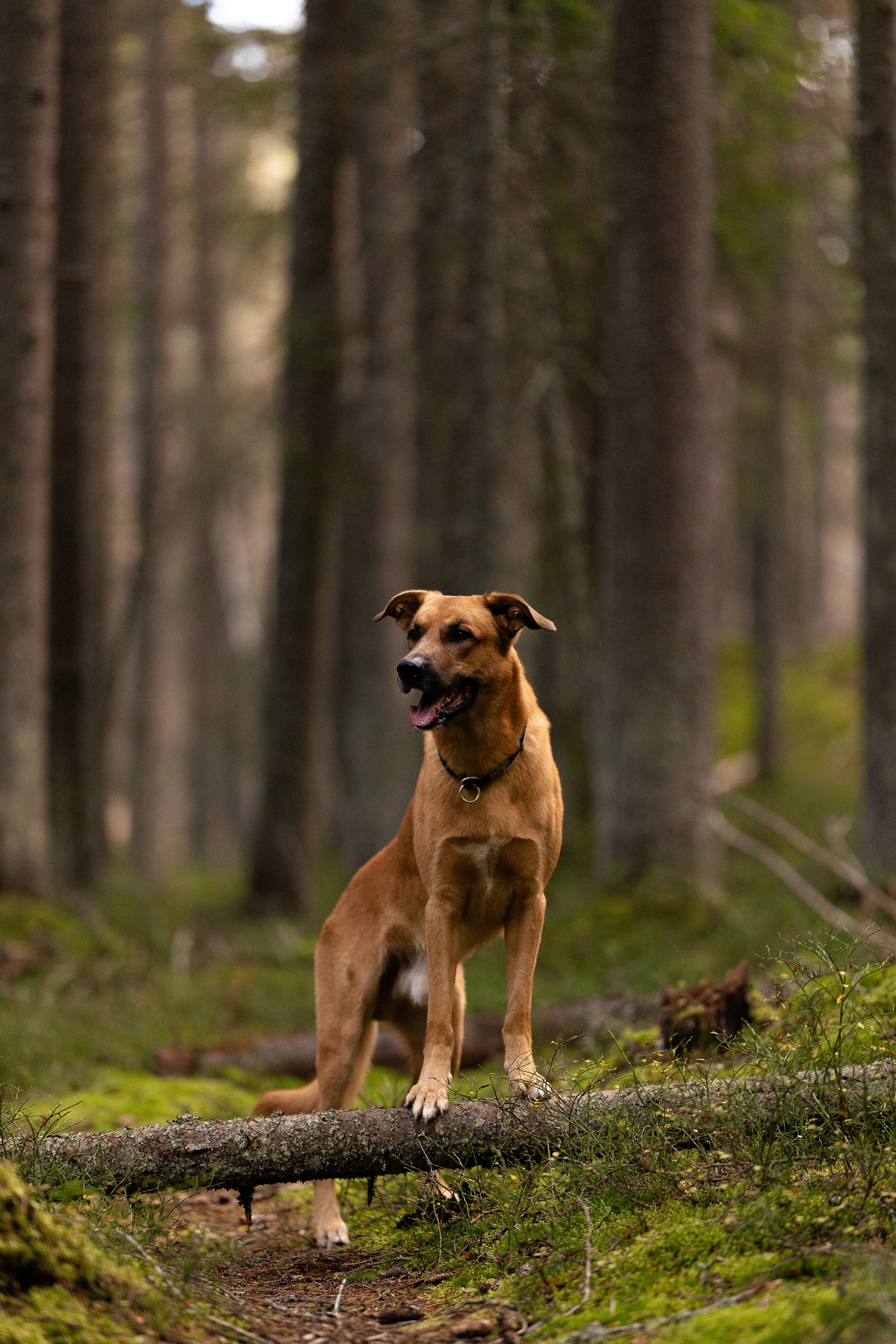 Karelia. Фотограф и видеограф анималист Аганина Дарья