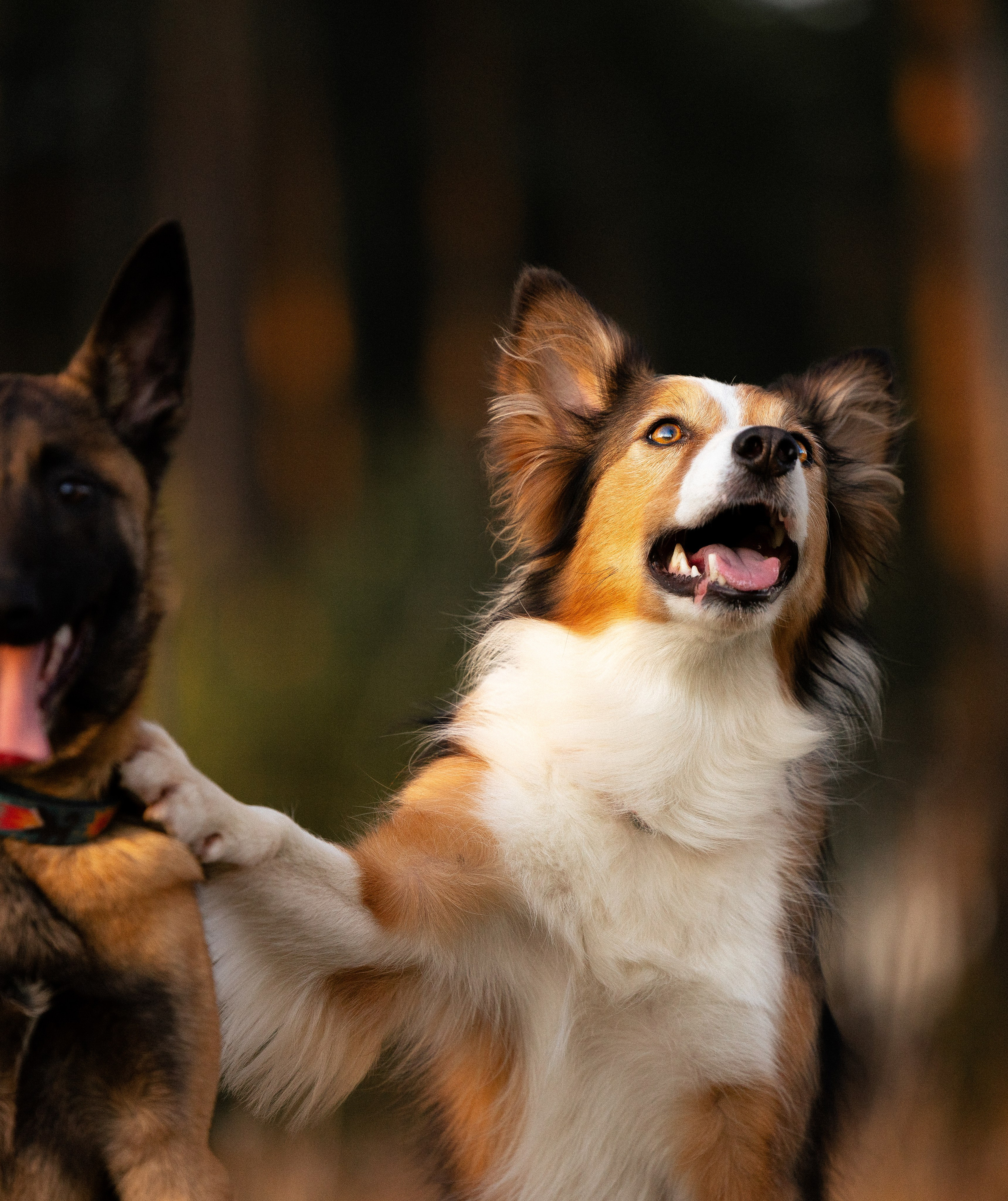 Разношерстная компания. Фотограф и видеограф анималист Аганина Дарья