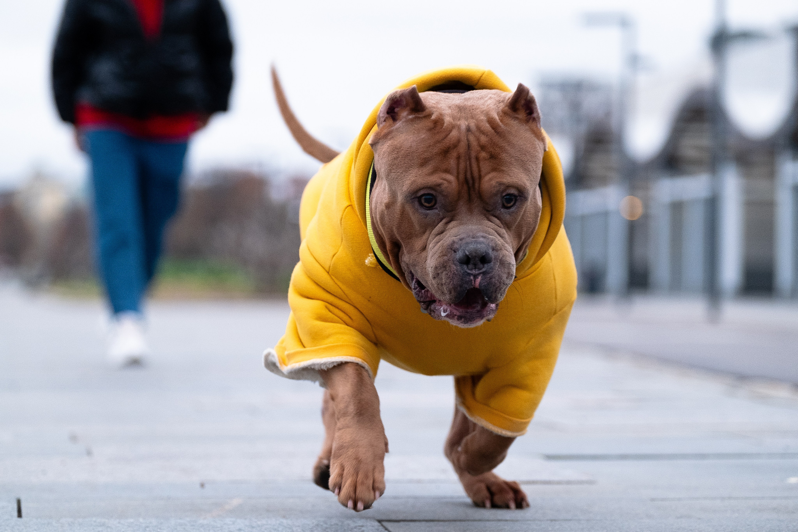 Спай и его семья. Фотограф и видеограф анималист Аганина Дарья