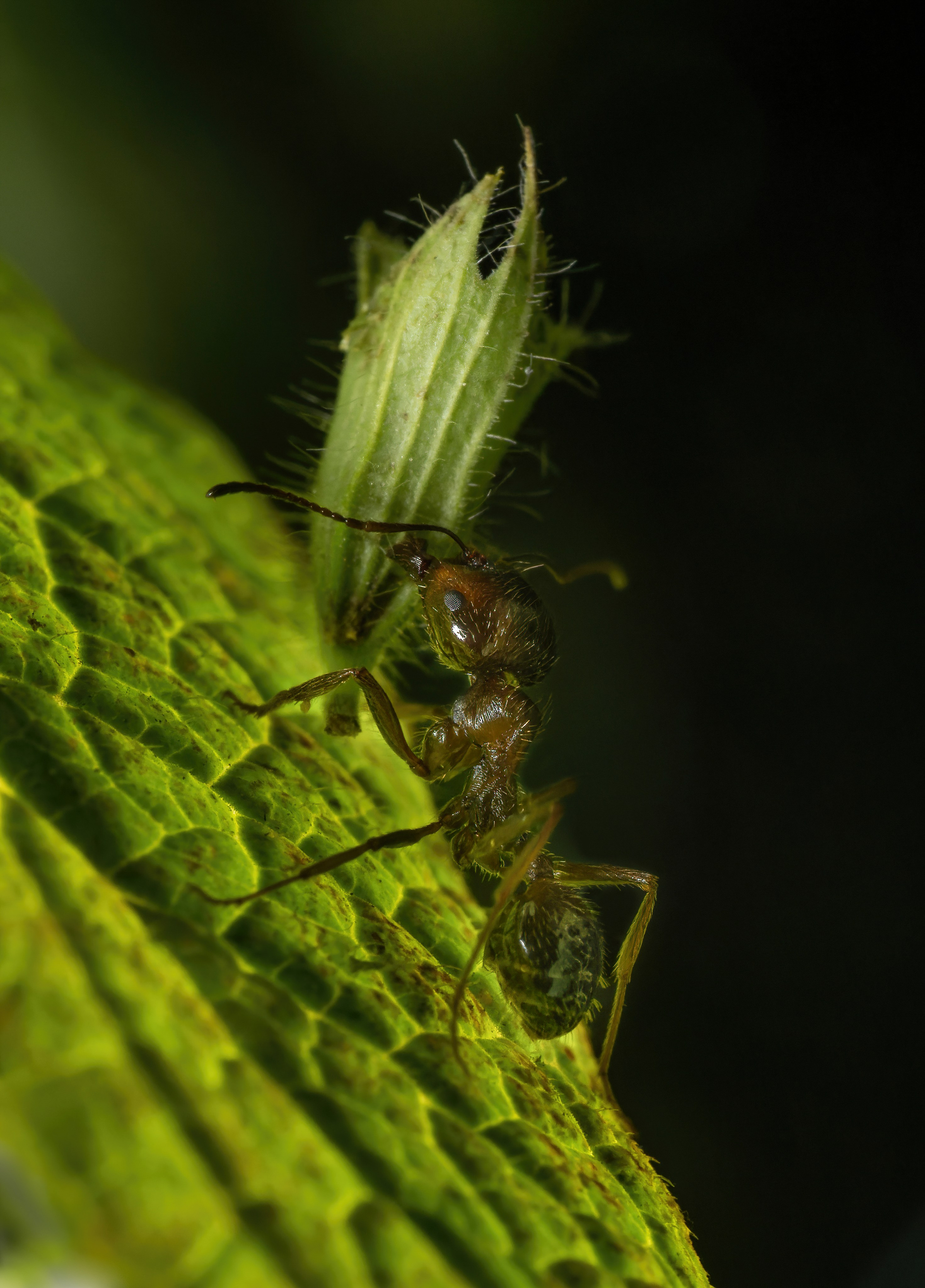 Муравьи. Oles Paritskiy
