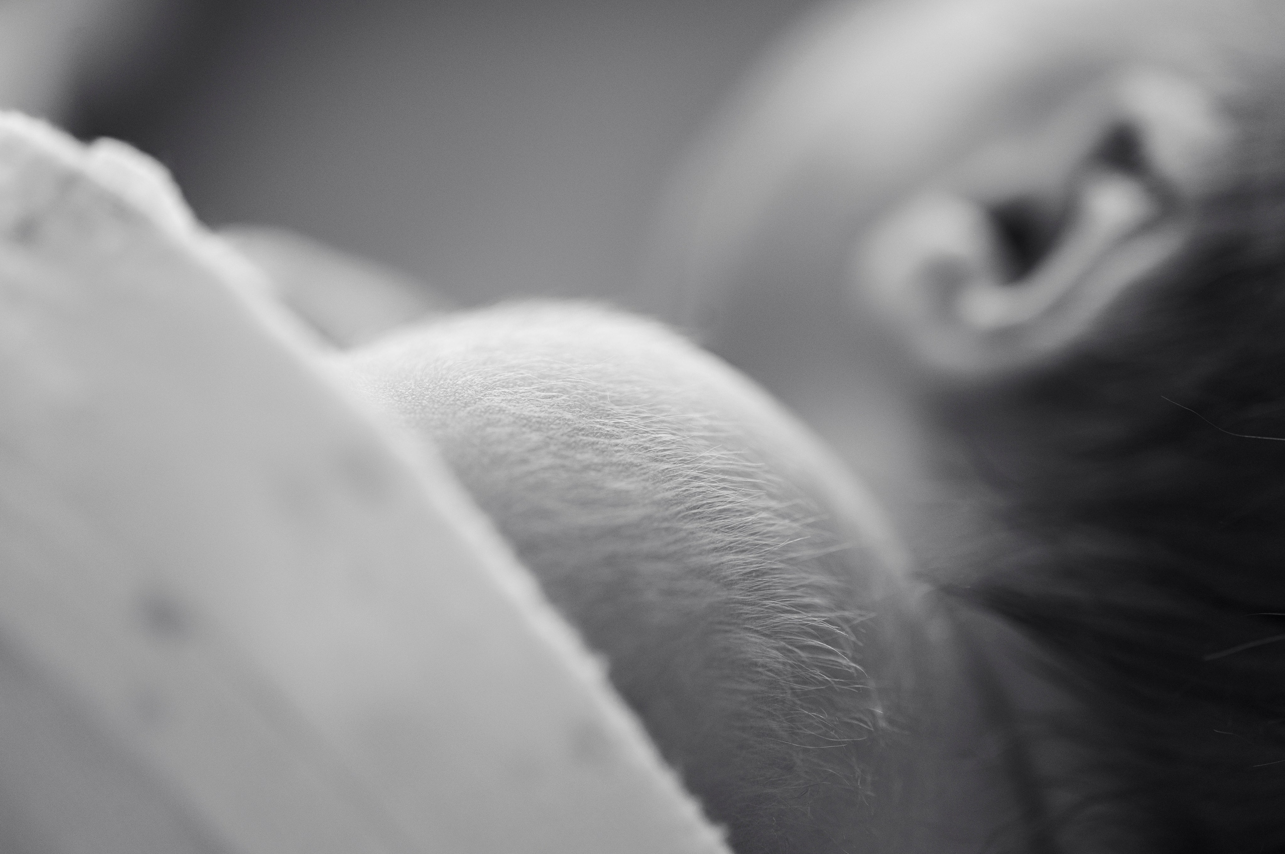 Фотограф на роды СПБ Юлия Герасимова