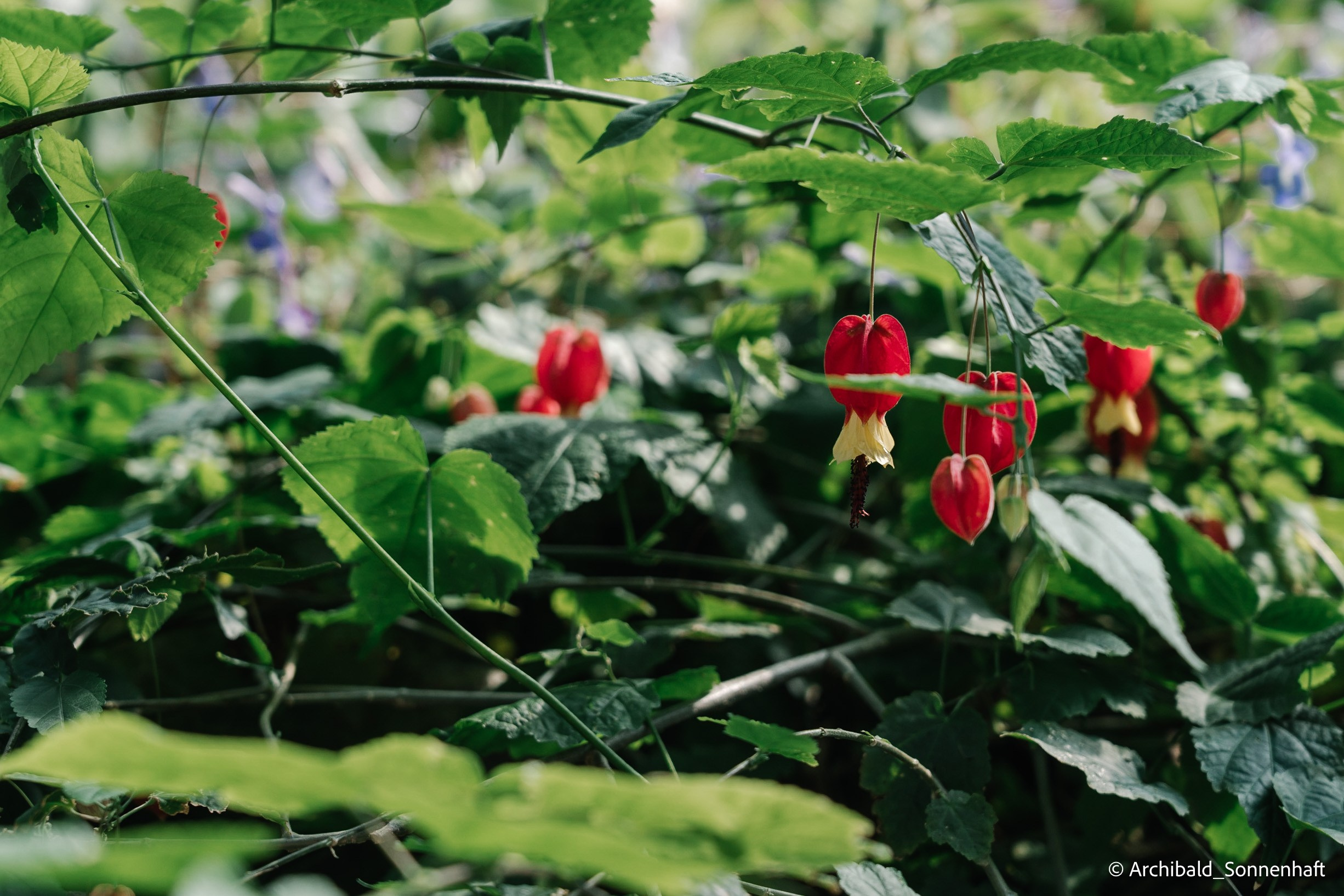 Chinese Lanterns Day. Photographer in Guangzhou, China. Archibald Sonnenhaft