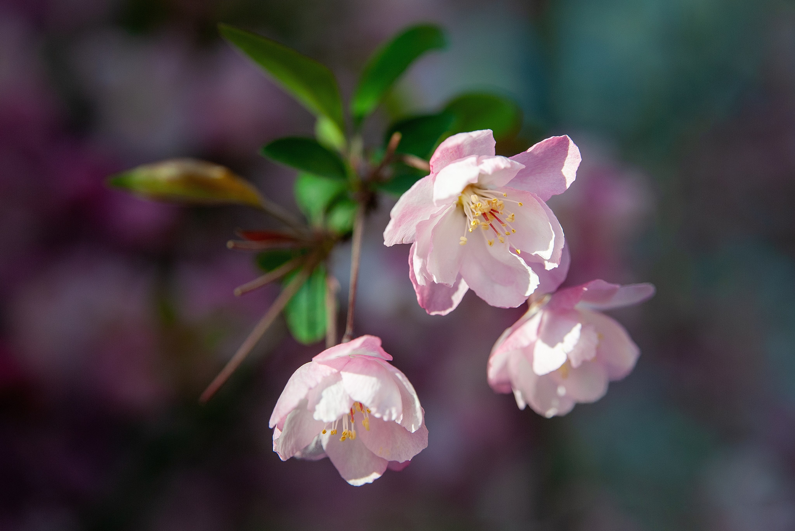 Весна. FotoGraf