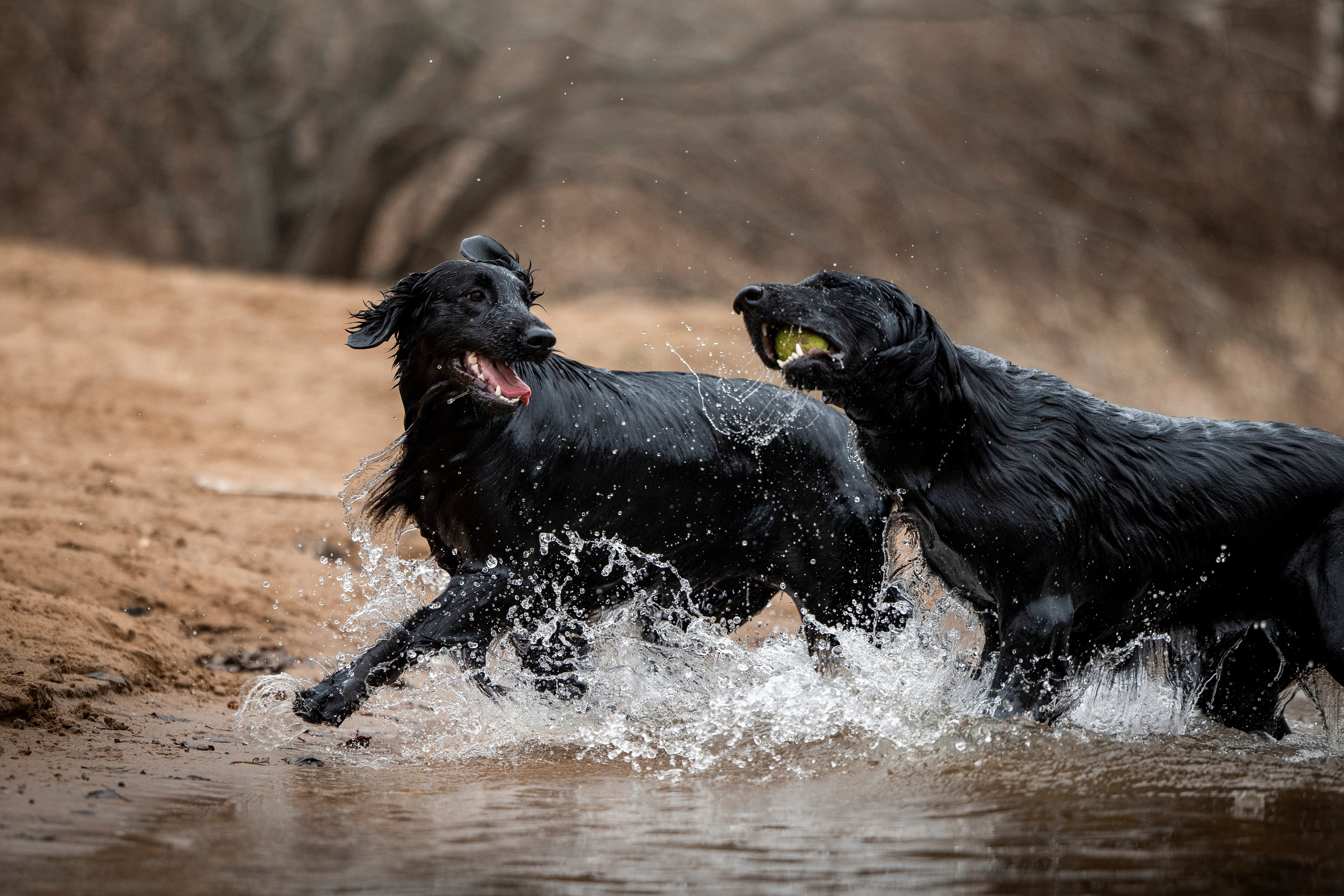 Ора, Ева, Рози и их семья. Фотограф — Анималист | Санкт-Петербург