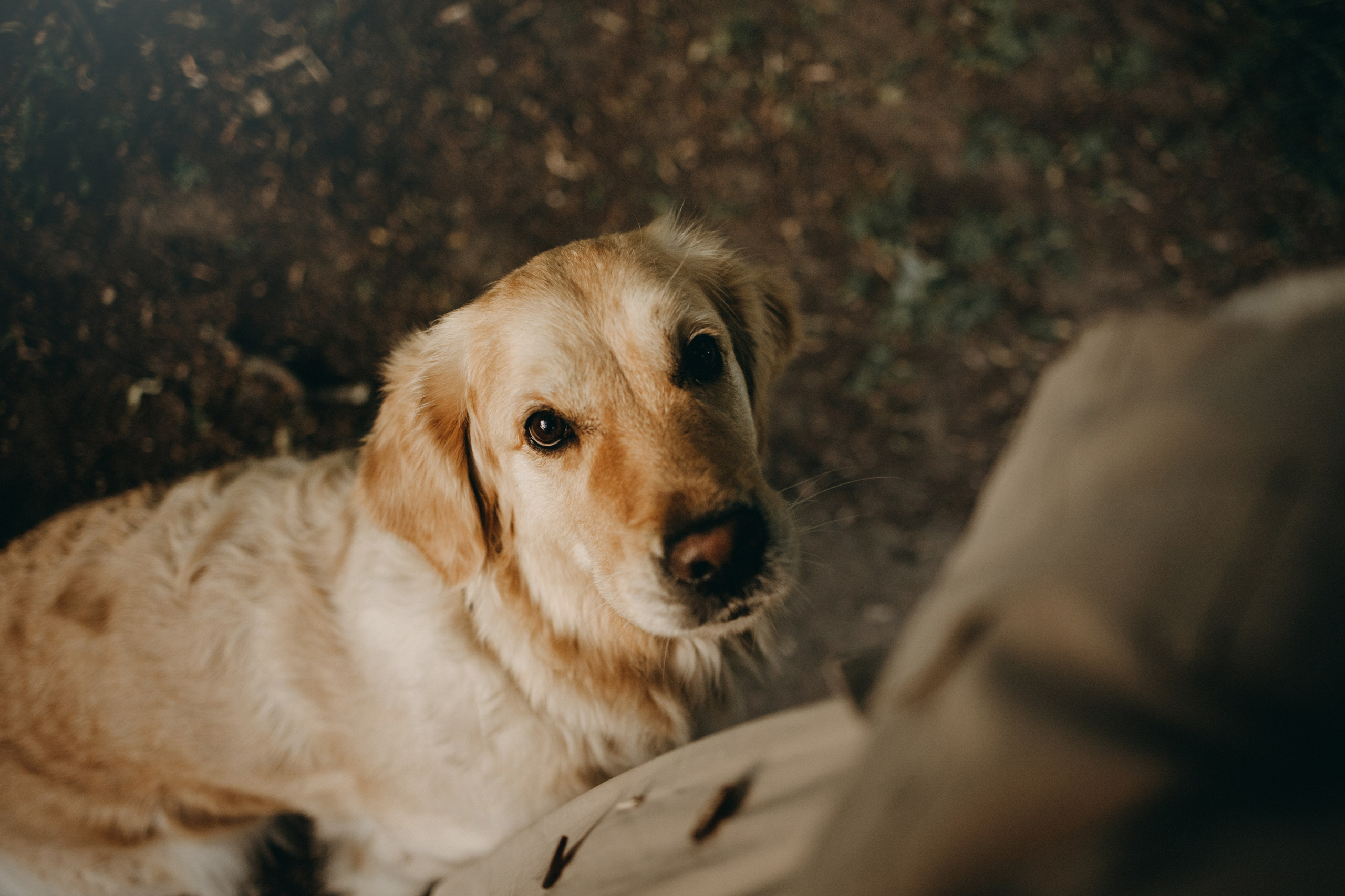 Пенни и ребята. Фотограф — Анималист | Санкт-Петербург