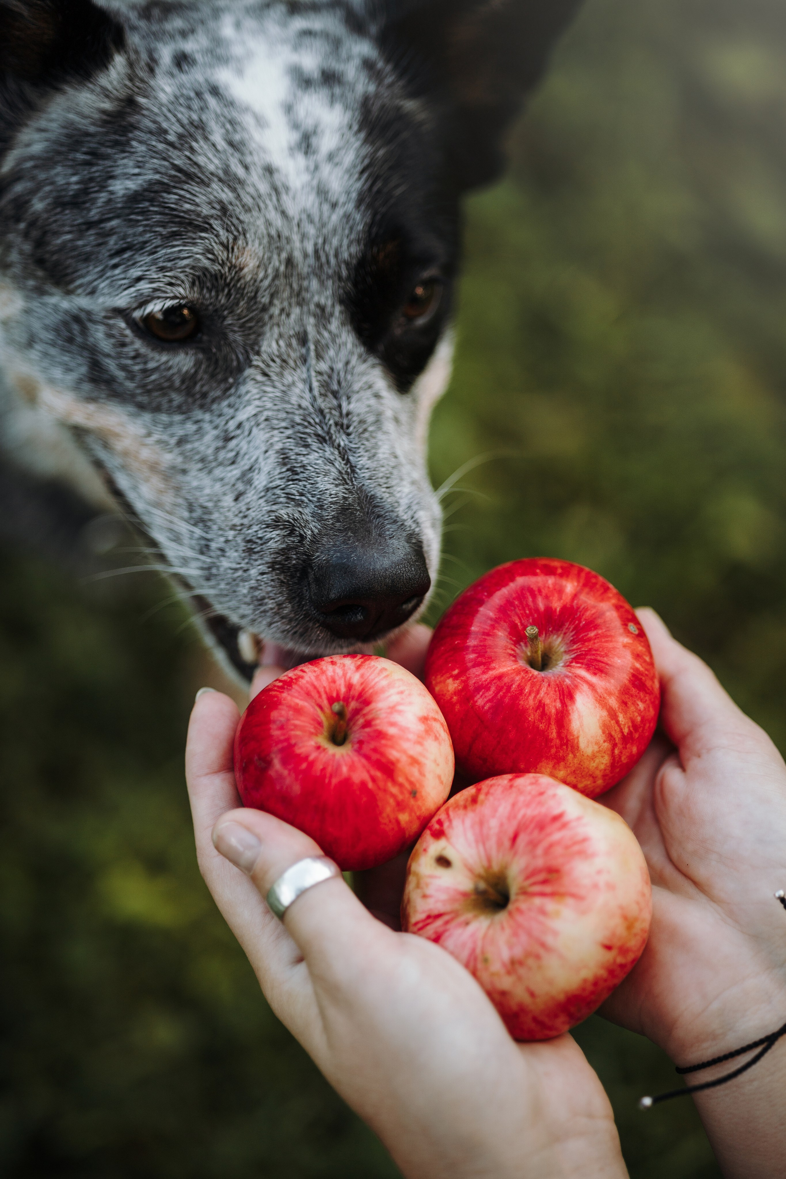 Кода и ее семья. Фотограф — Анималист | Санкт-Петербург