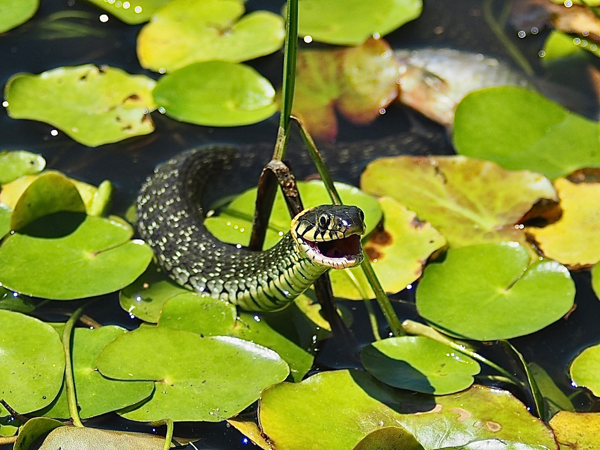 Флора и фауна. Смотри, красота!