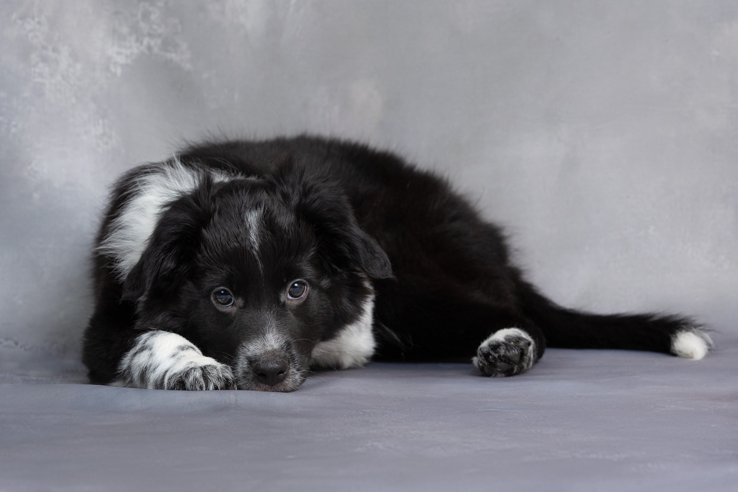 Презентация помета щенков в 2 месяца. Фотограф-анималист в Москве и Московской области Татьяна Фролова