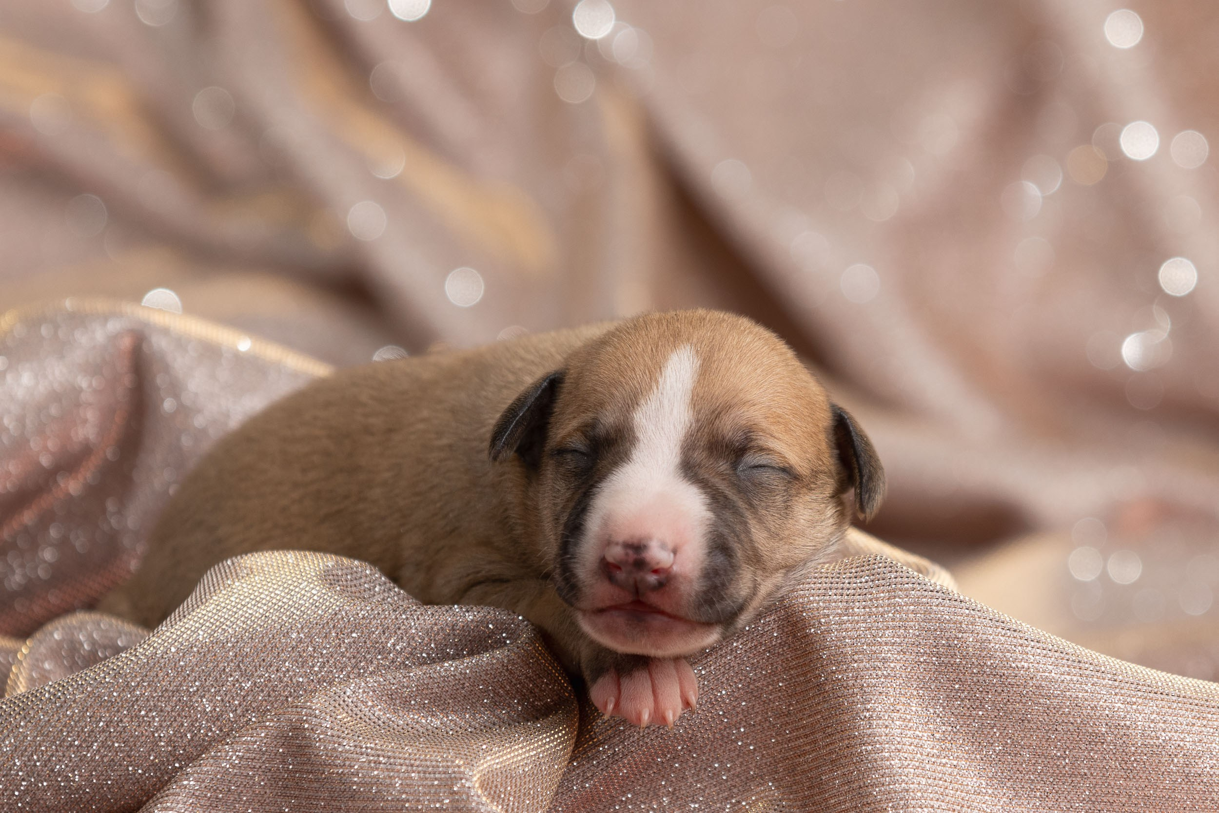 Ньюборн для щенков уиппета. Фотограф-анималист в Москве и Московской области Татьяна Фролова