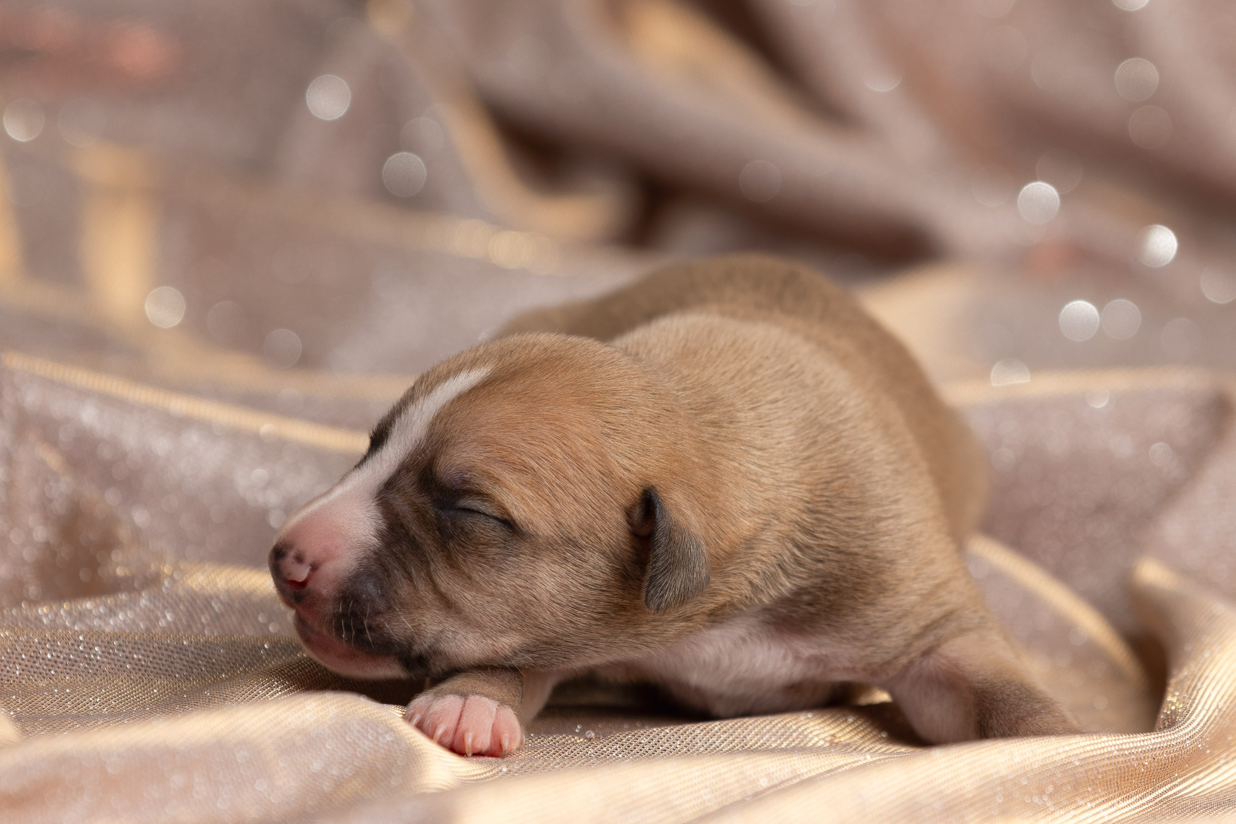 Ньюборн для щенков уиппета. Фотограф-анималист в Москве и Московской области Татьяна Фролова