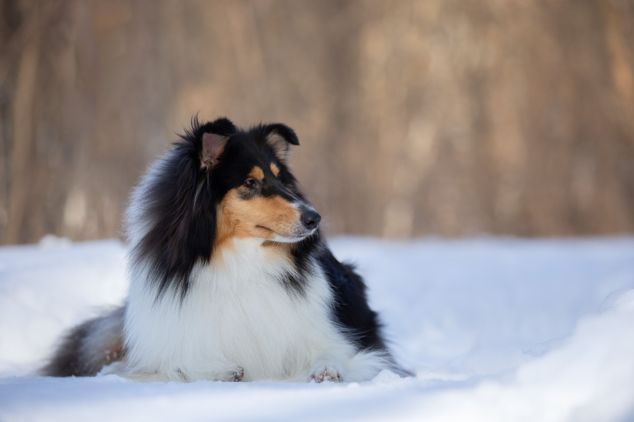 Фотопрогулка с собаками в Царицыно. Фотограф-анималист в Москве и Московской области Татьяна Фролова
