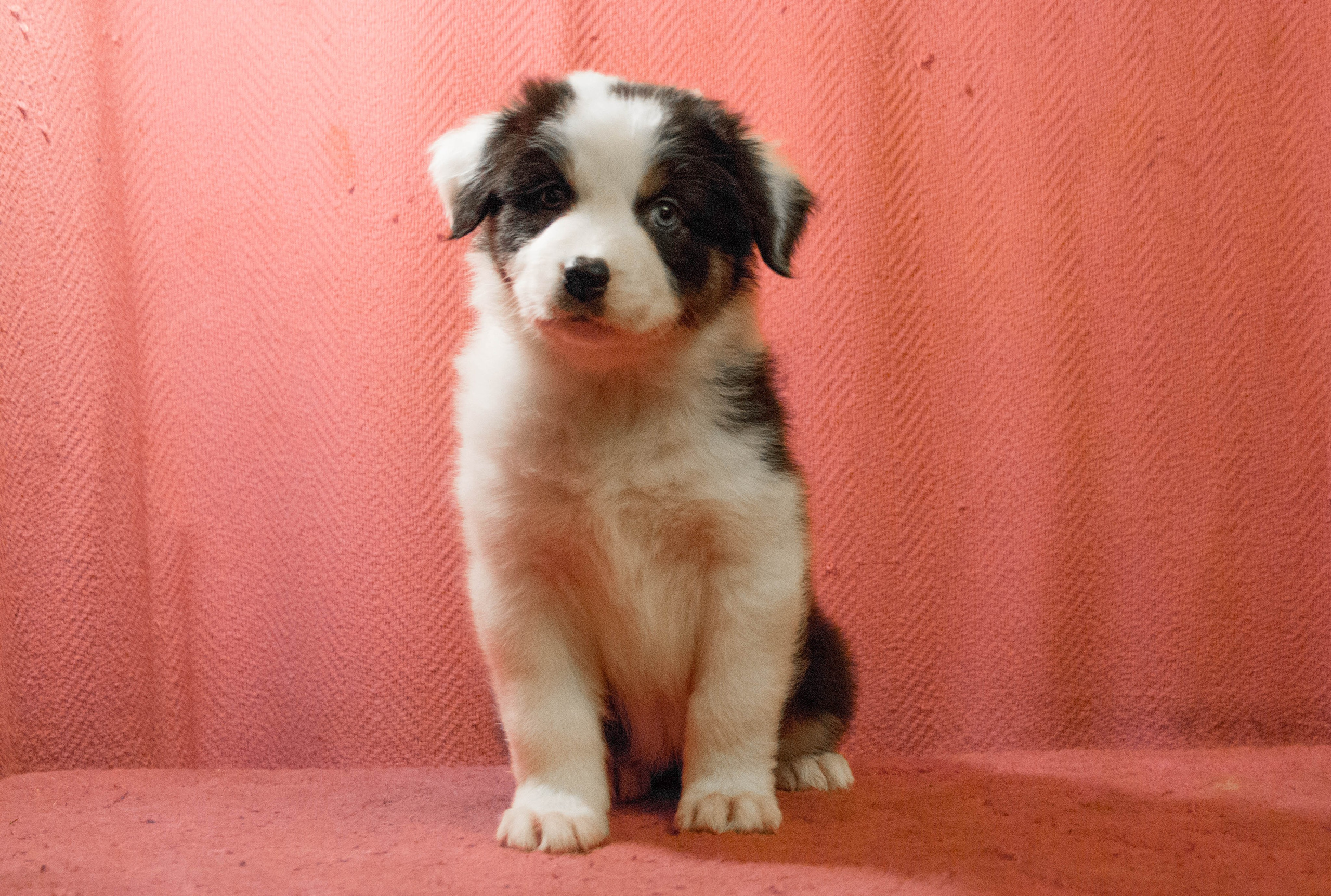 Синдра. BLGKV питомник собак