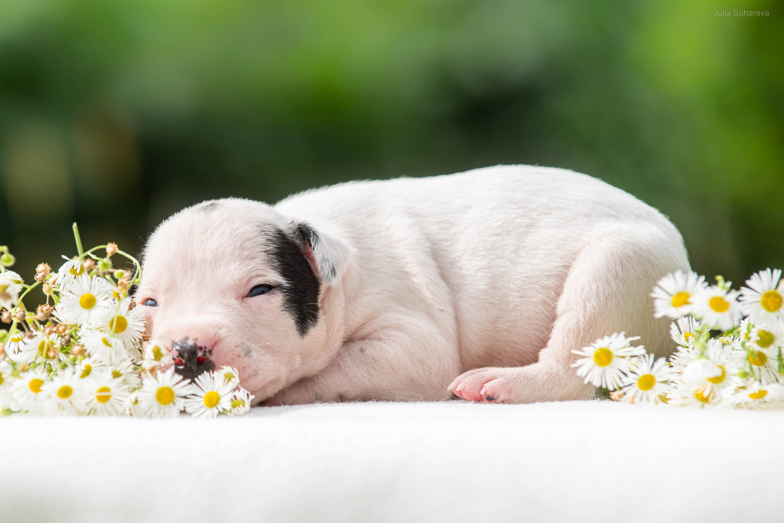 Щенки 2 недели. Главная