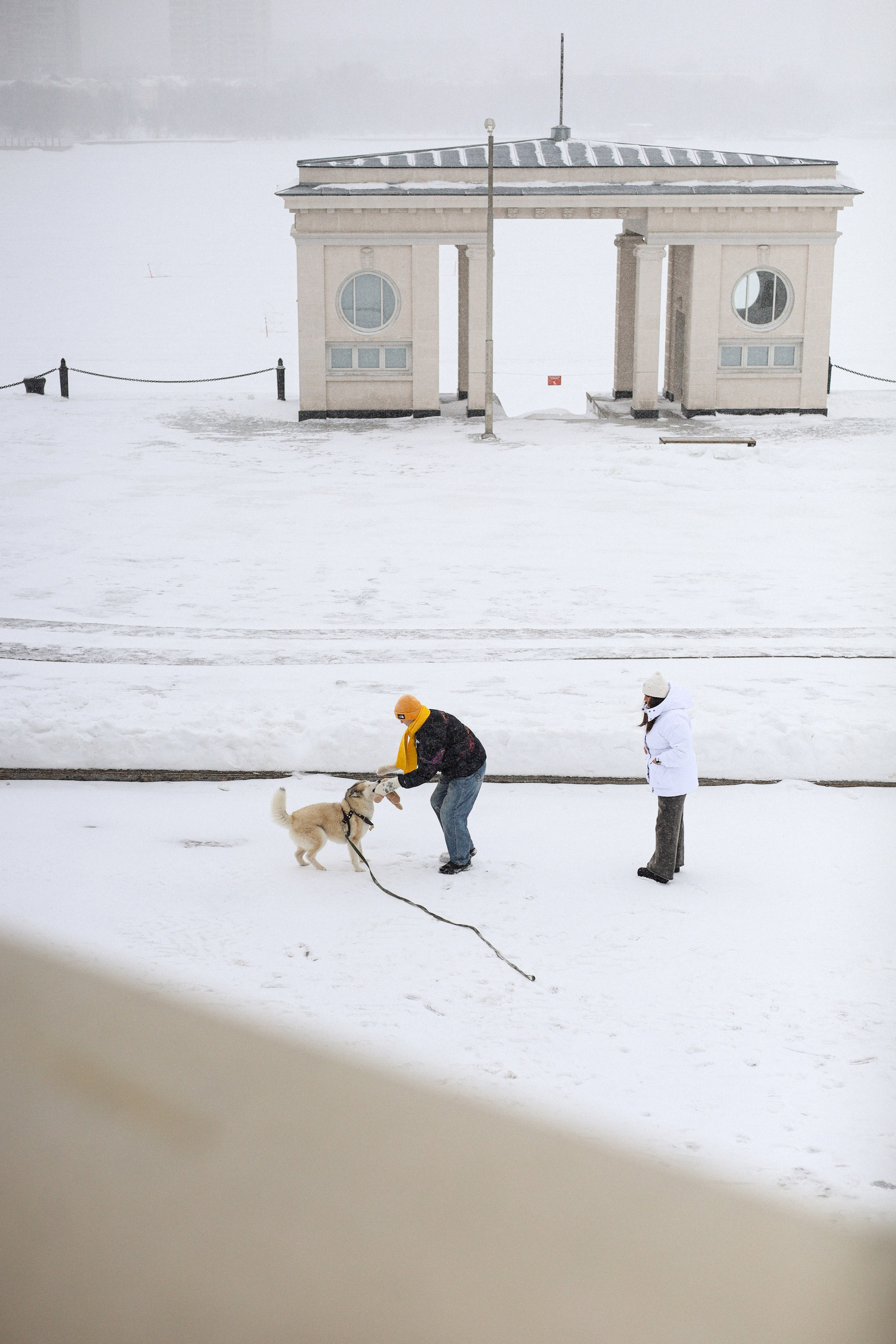 Мила, Лиза и Матвей. Фотограф-анималист Ксения Шевцова|Москва