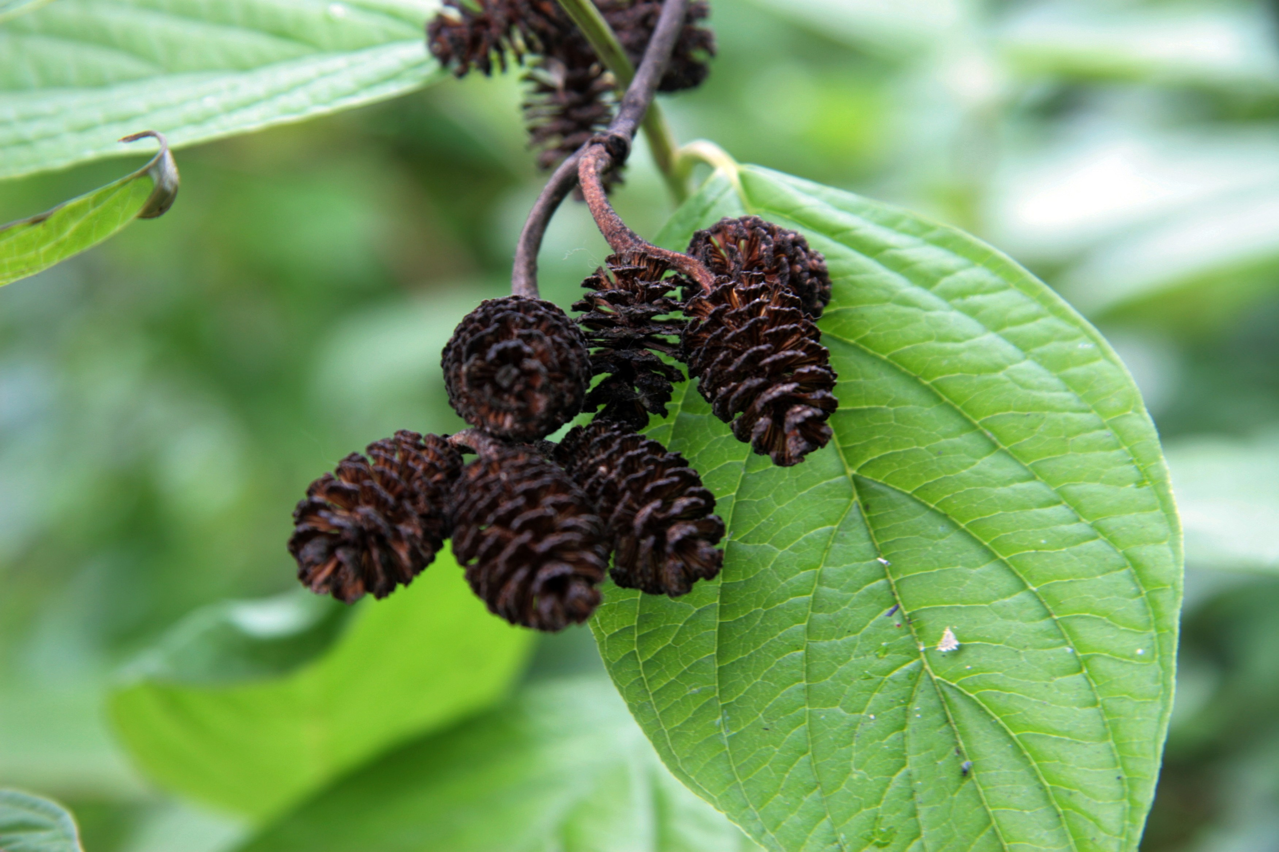 Фото Природы Забайкалья. Студия Максима Белослюдцева