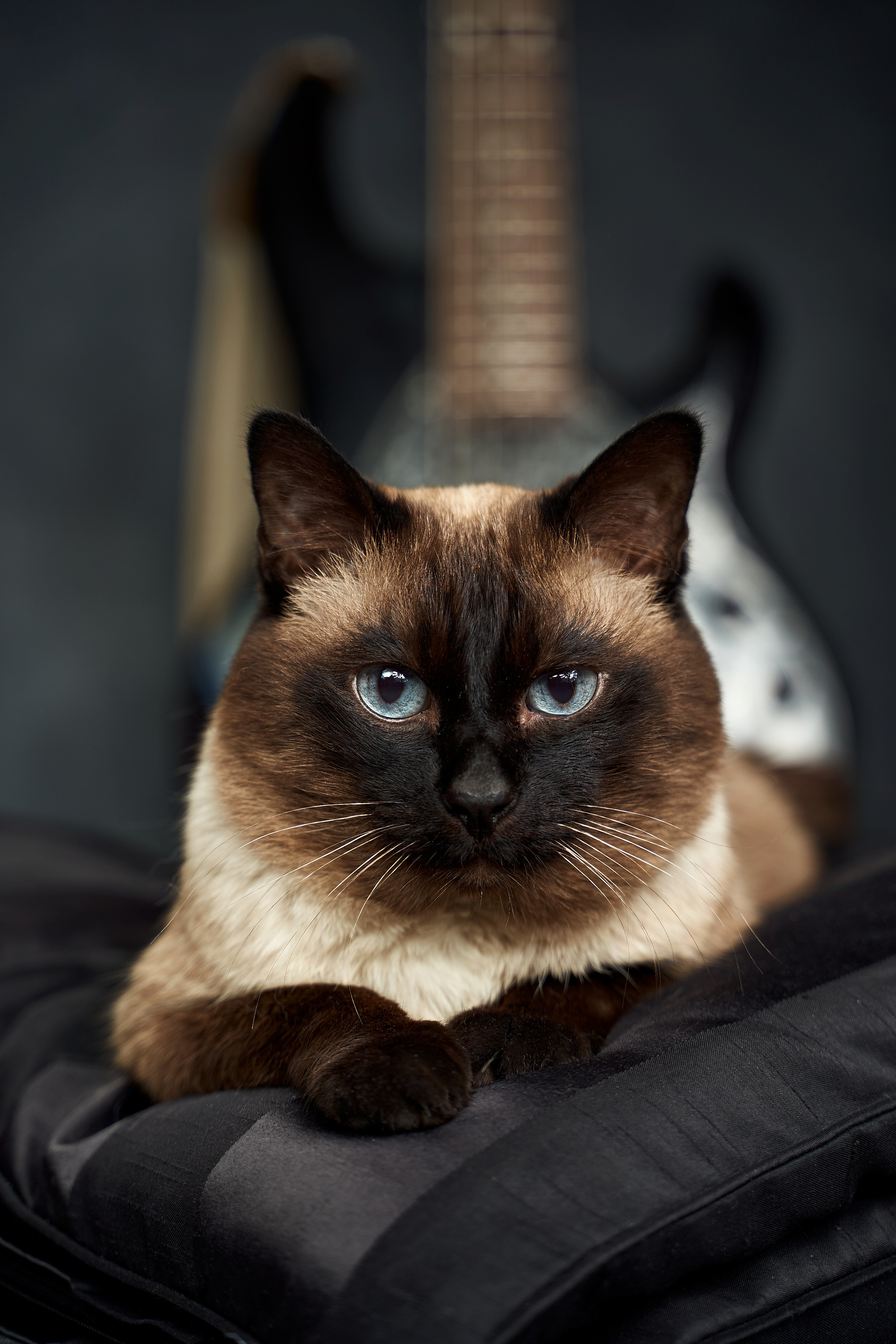 Pet photography. TVSPhoto — Visual content production