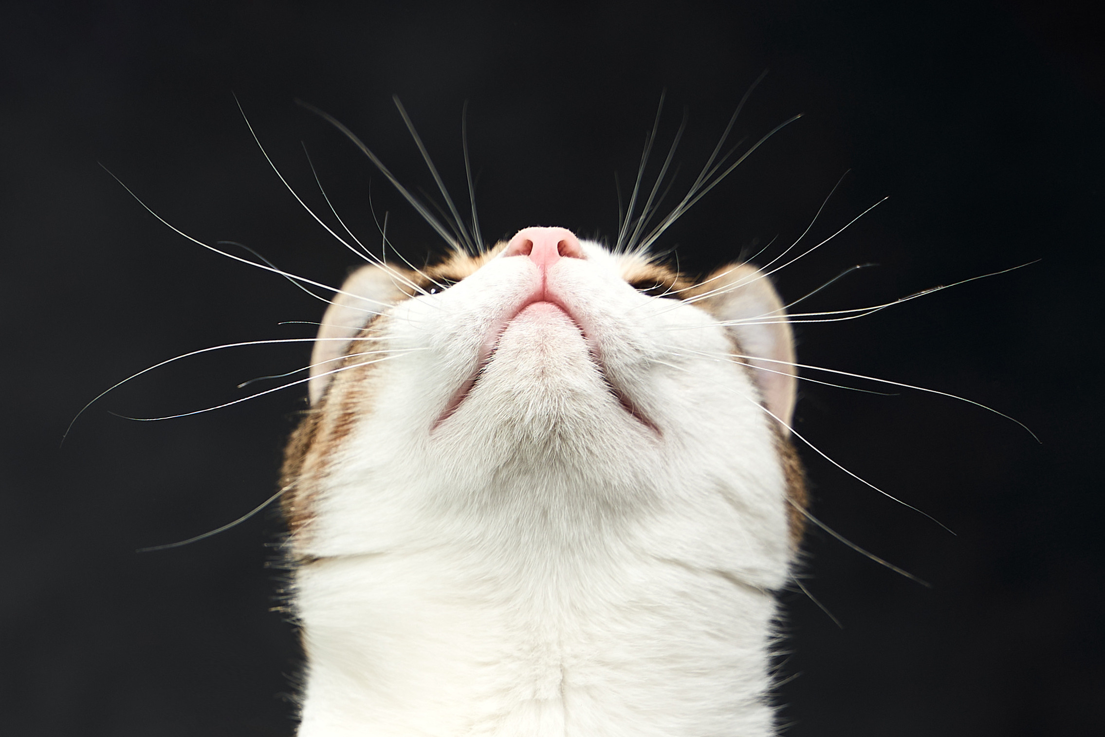 Pet photography. TVSPhoto — Visual content production