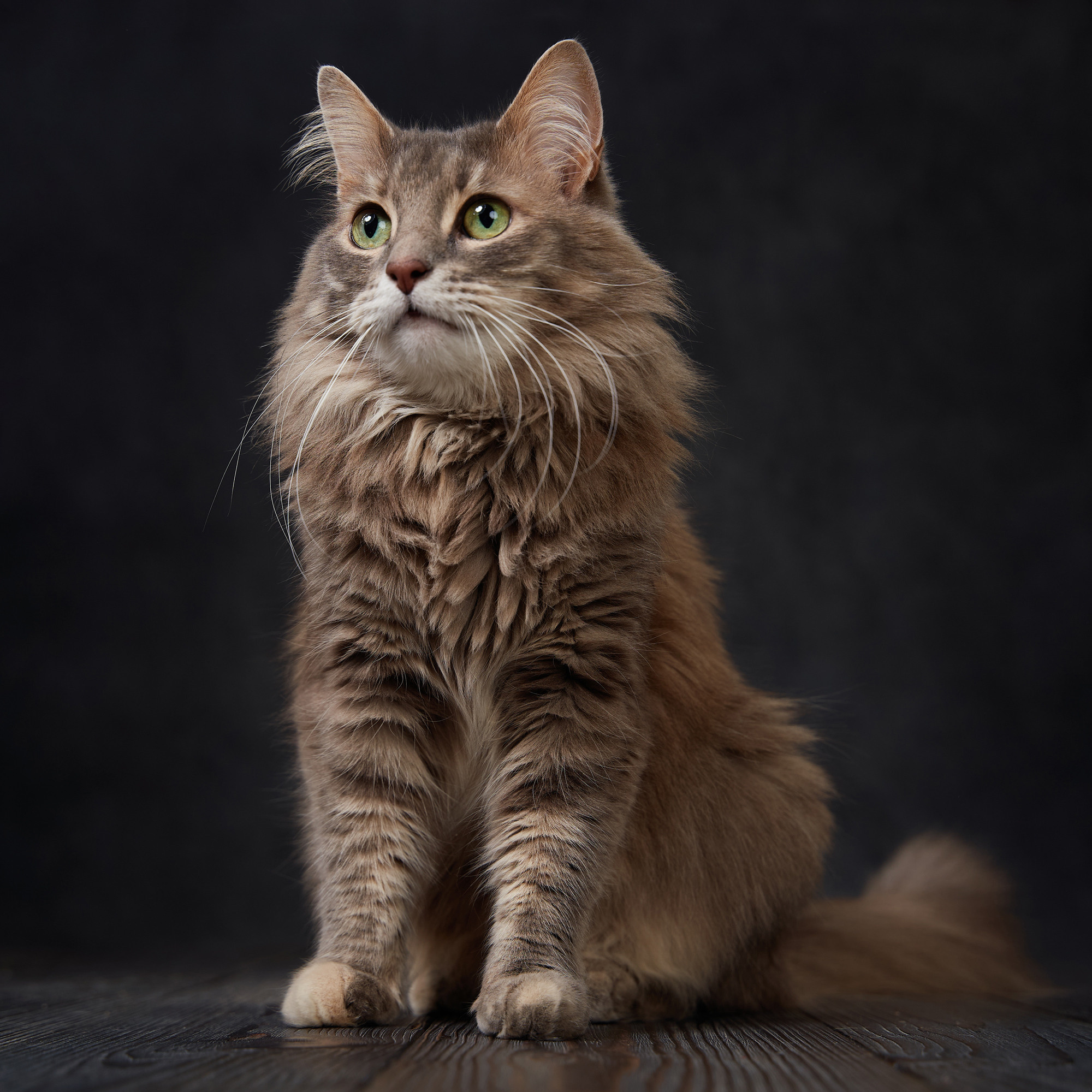 Pet photography. TVSPhoto — Visual content production