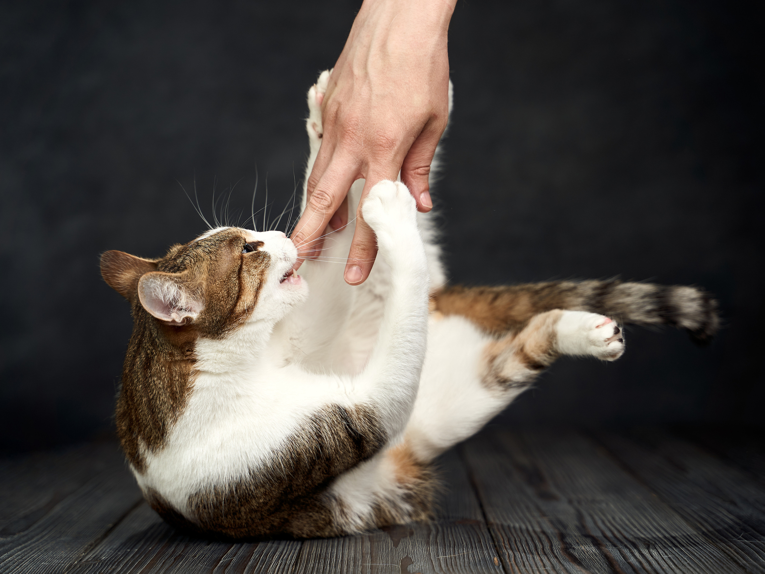 Pet photography. TVSPhoto — Visual content production