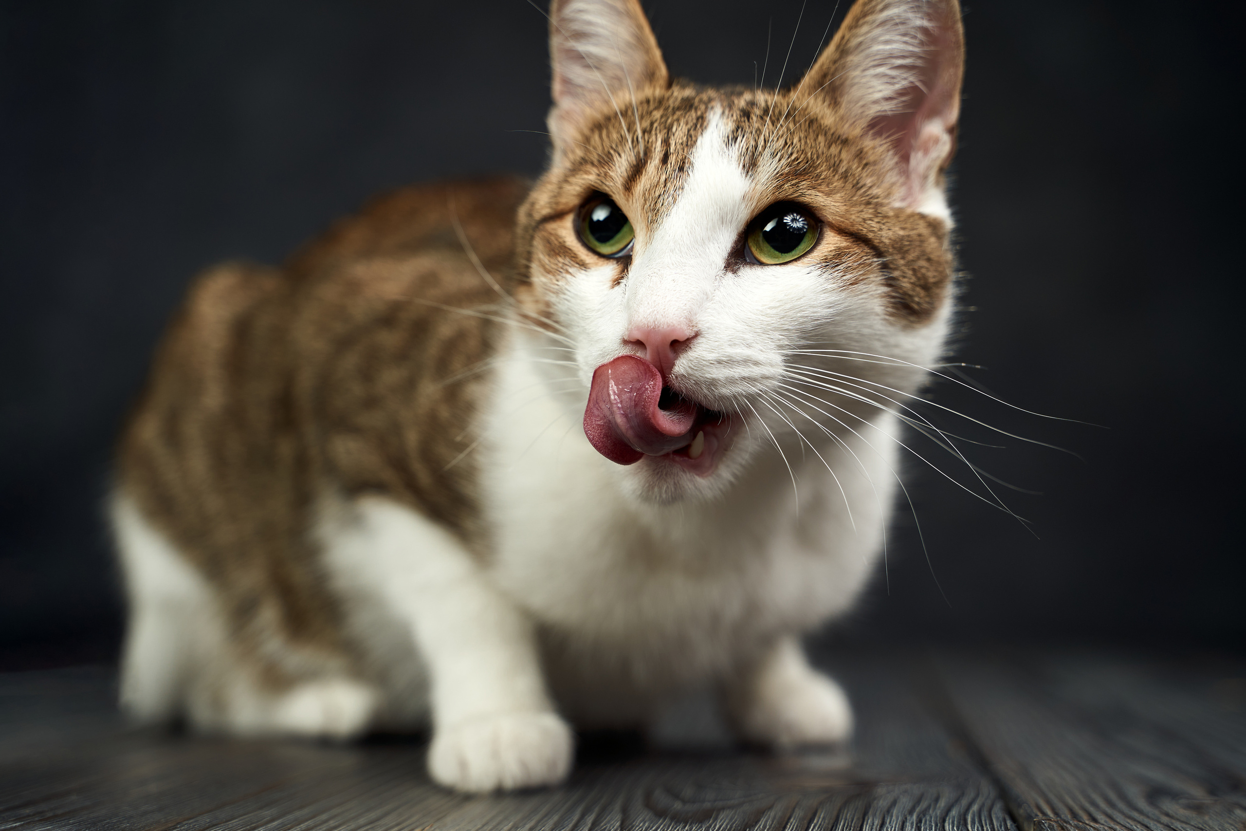 Pet photography. TVSPhoto — Visual content production