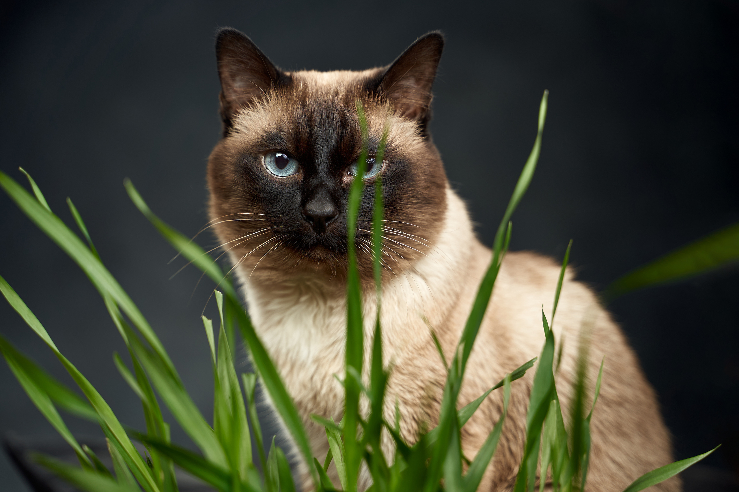 Pet photography. TVSPhoto — Visual content production