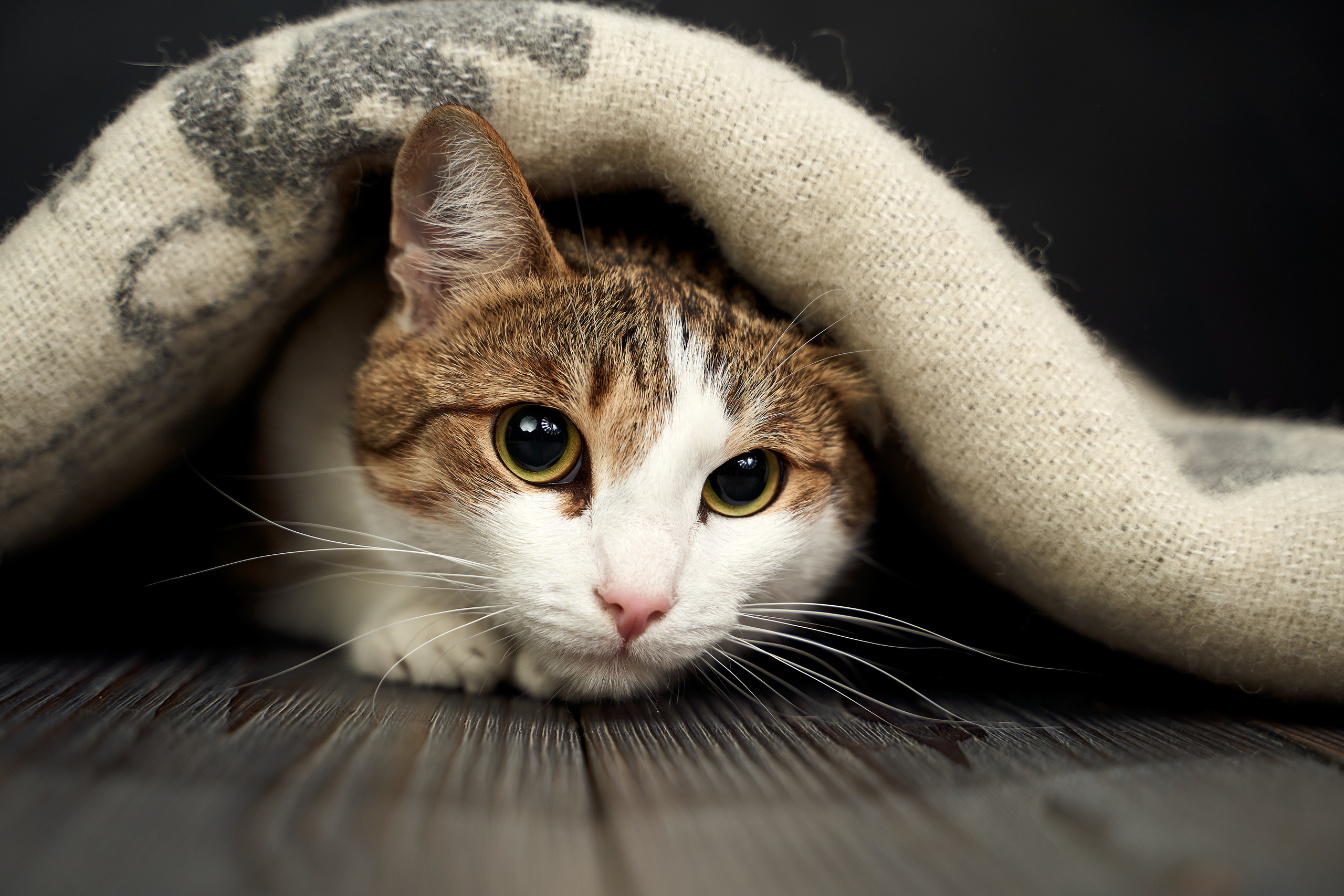 Pet photography. TVSPhoto — Visual content production