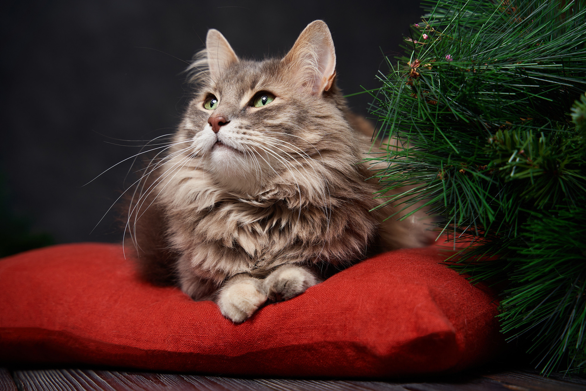 Pet photography. TVSPhoto — Visual content production