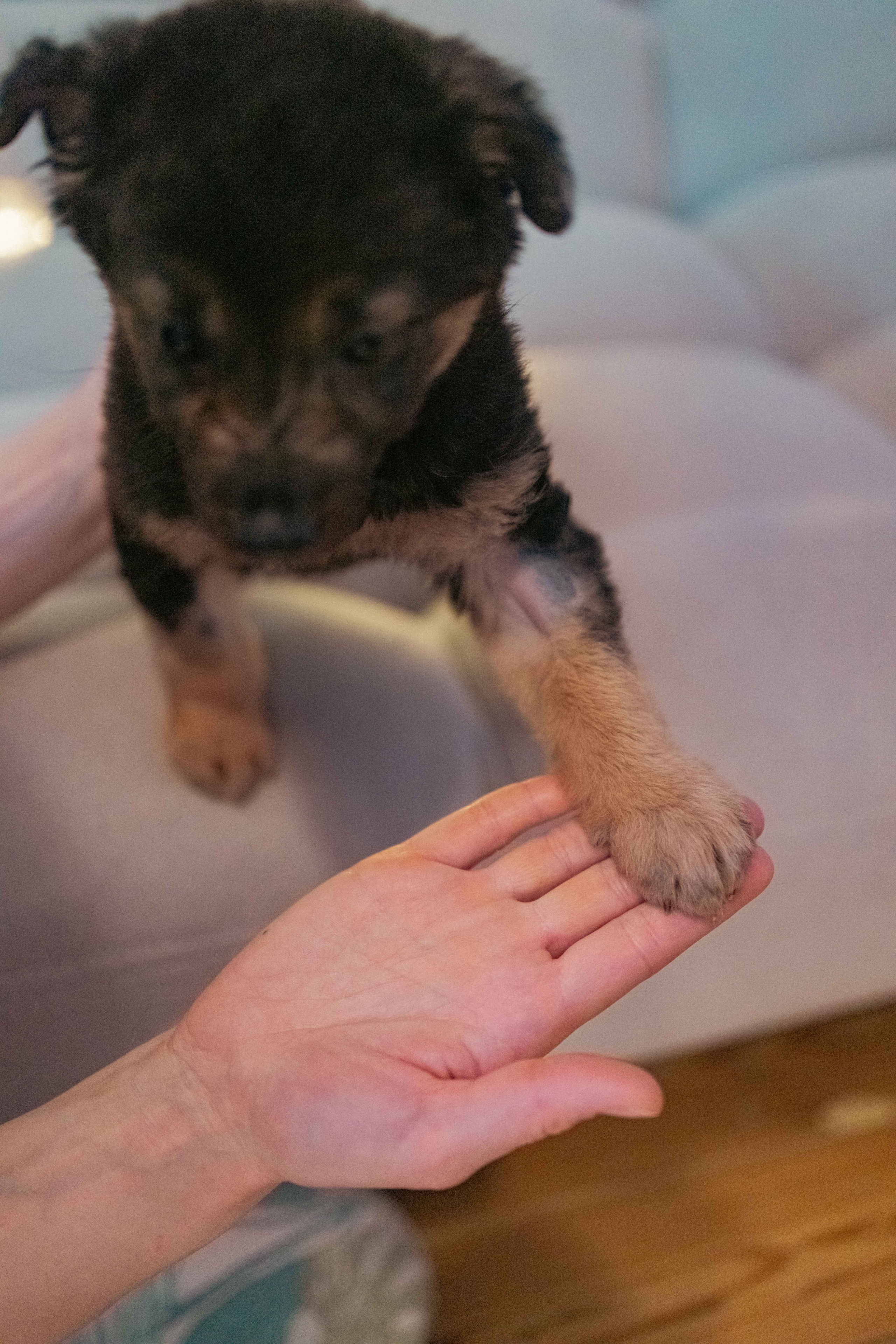 Пеппа. Фотограф-анималист в Москве Лера Черноног