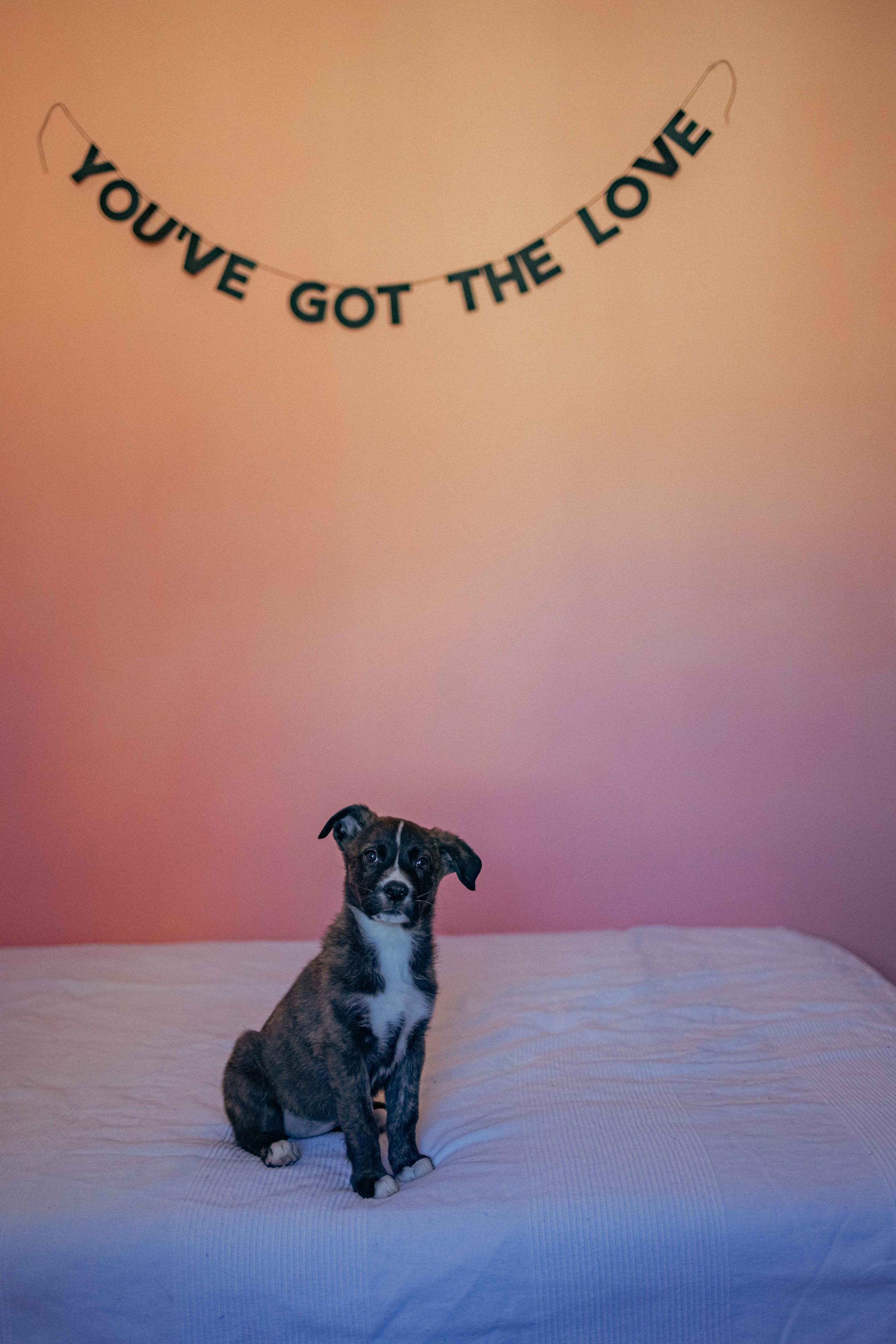 Гайка. Фотограф-анималист в Москве Лера Черноног