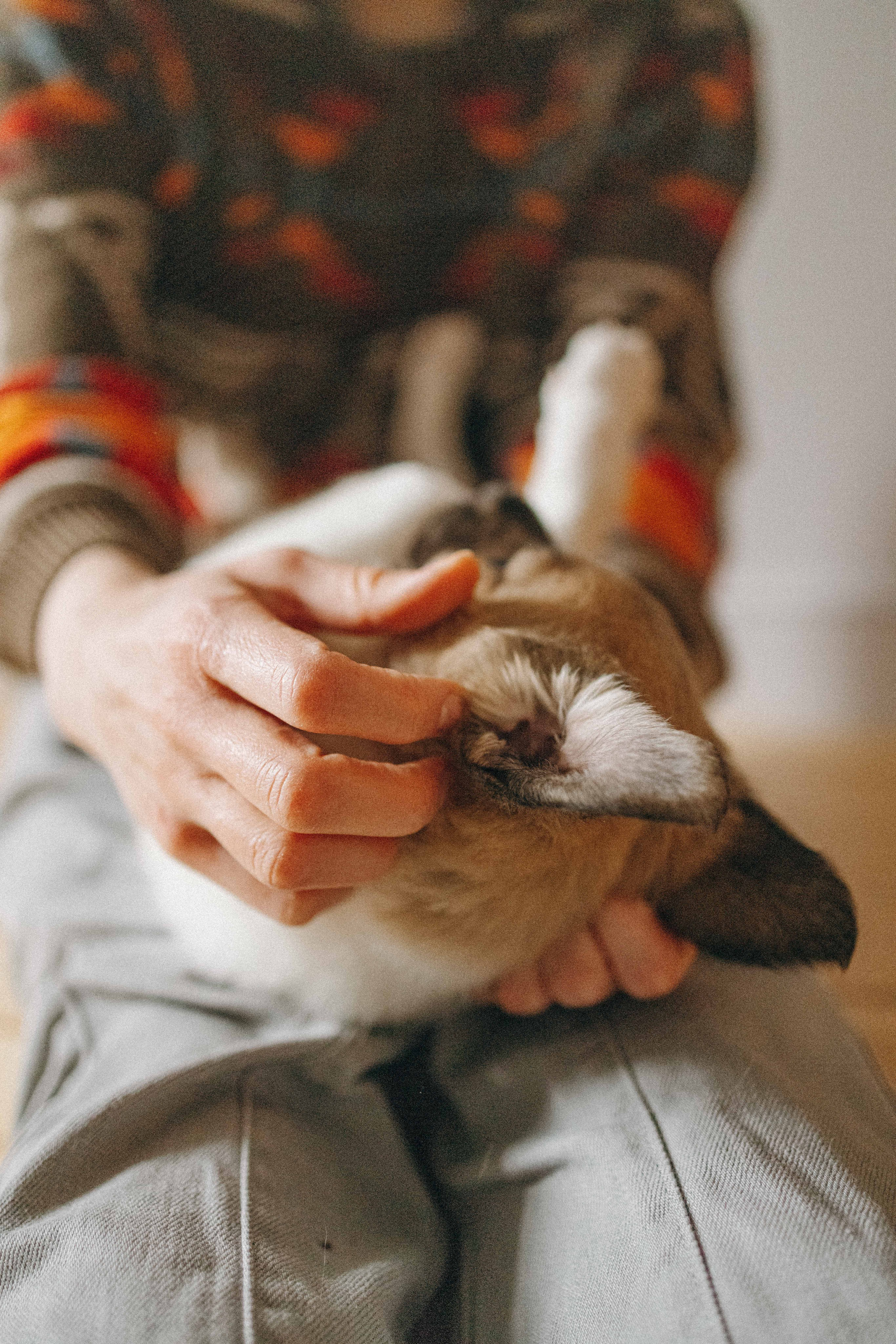 Щеночки. Фотограф-анималист в Москве Лера Черноног