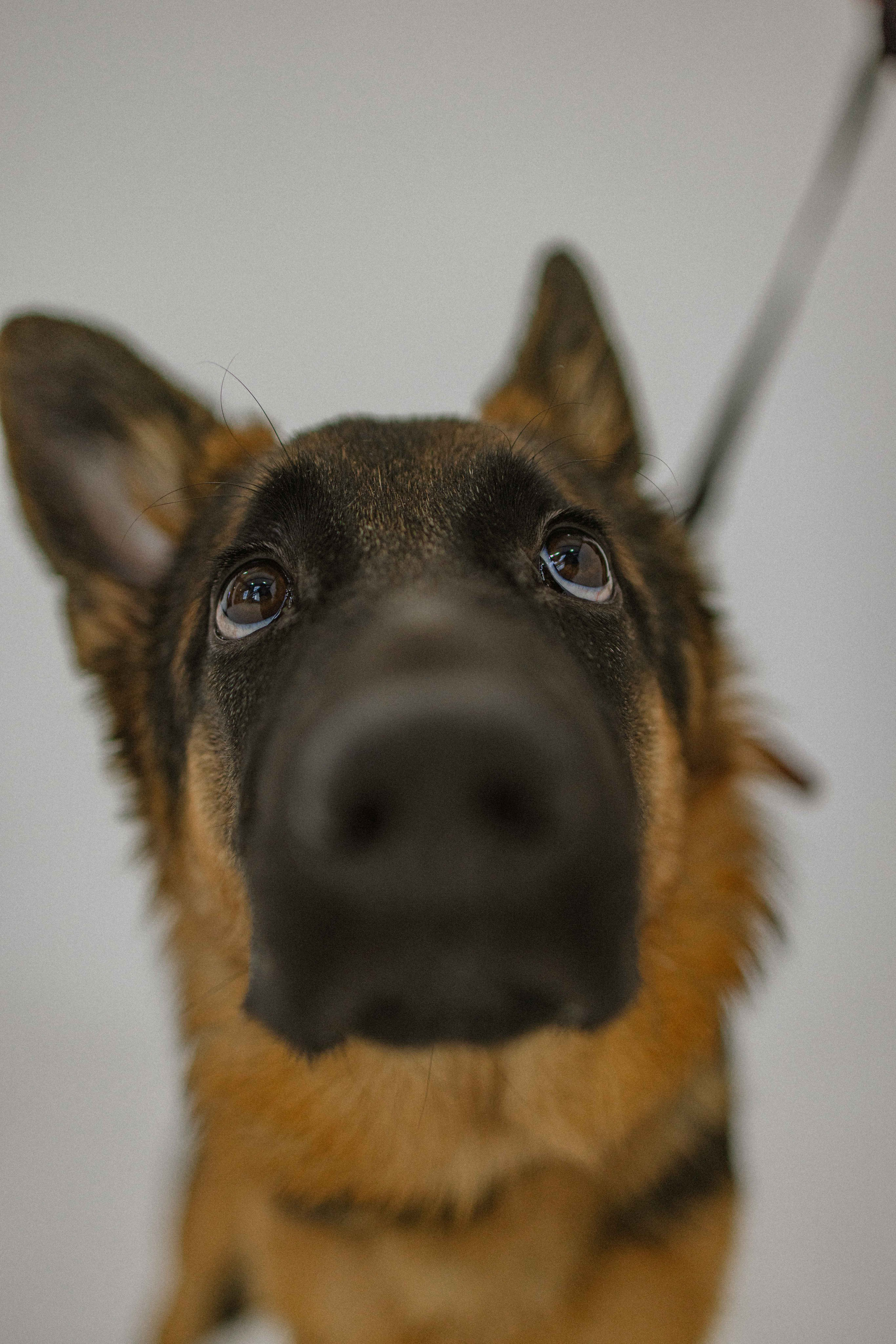 Ася и Буся. Фотограф-анималист в Москве Лера Черноног