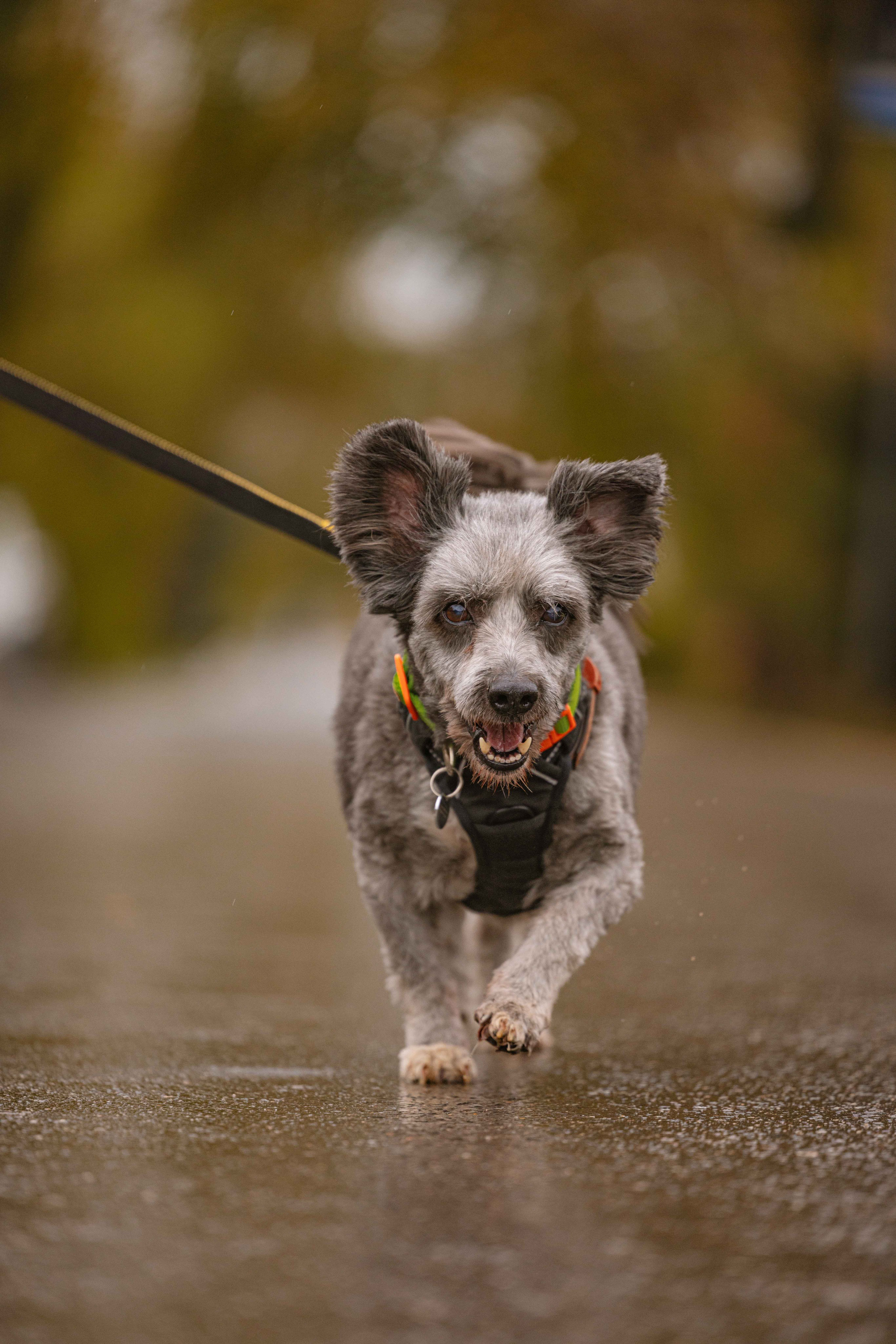 Передержка. Фотограф-анималист в Москве Лера Черноног