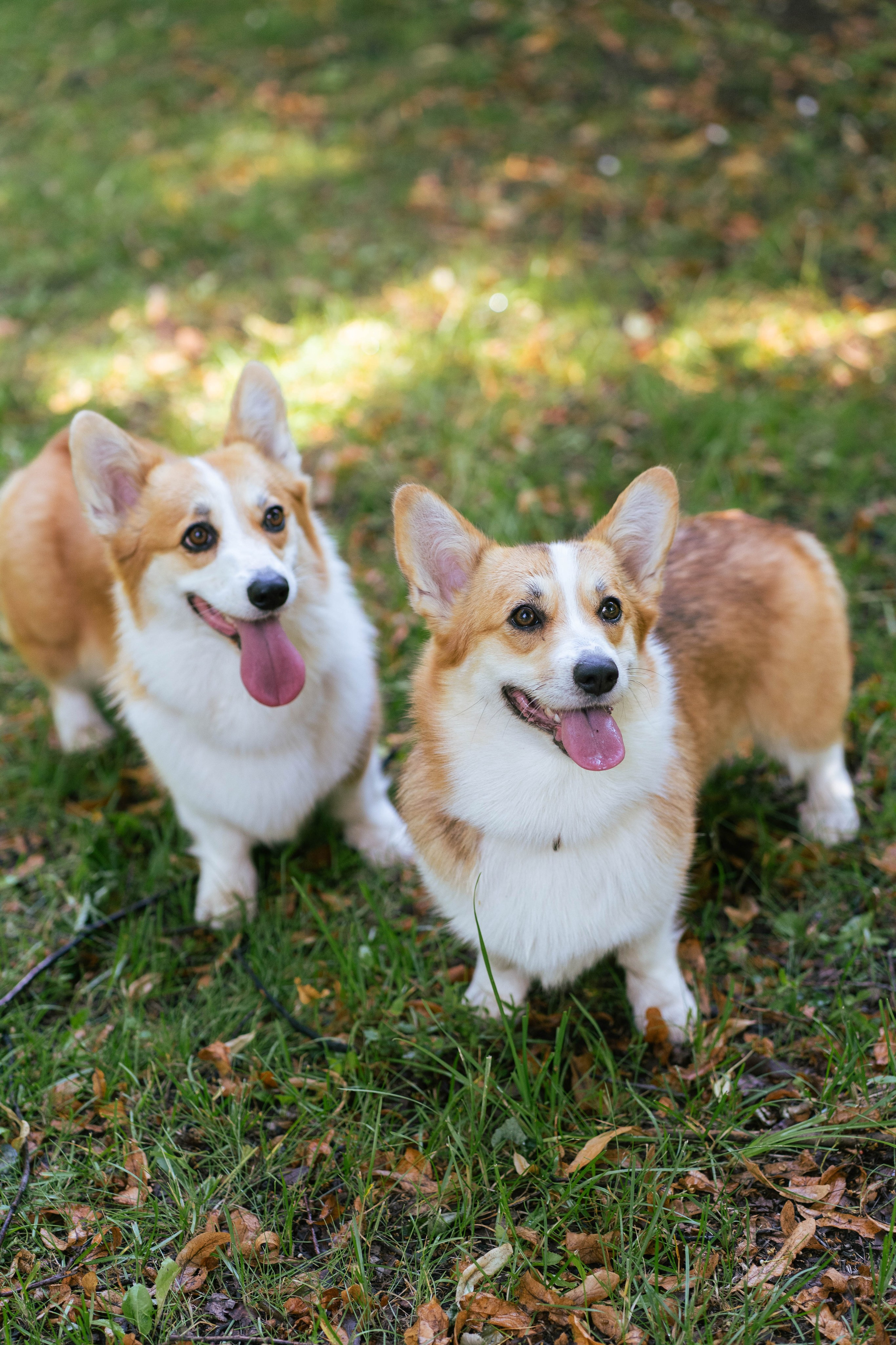 Ольга и коржики. Свадебный фотограф в Москве Анна Полушина