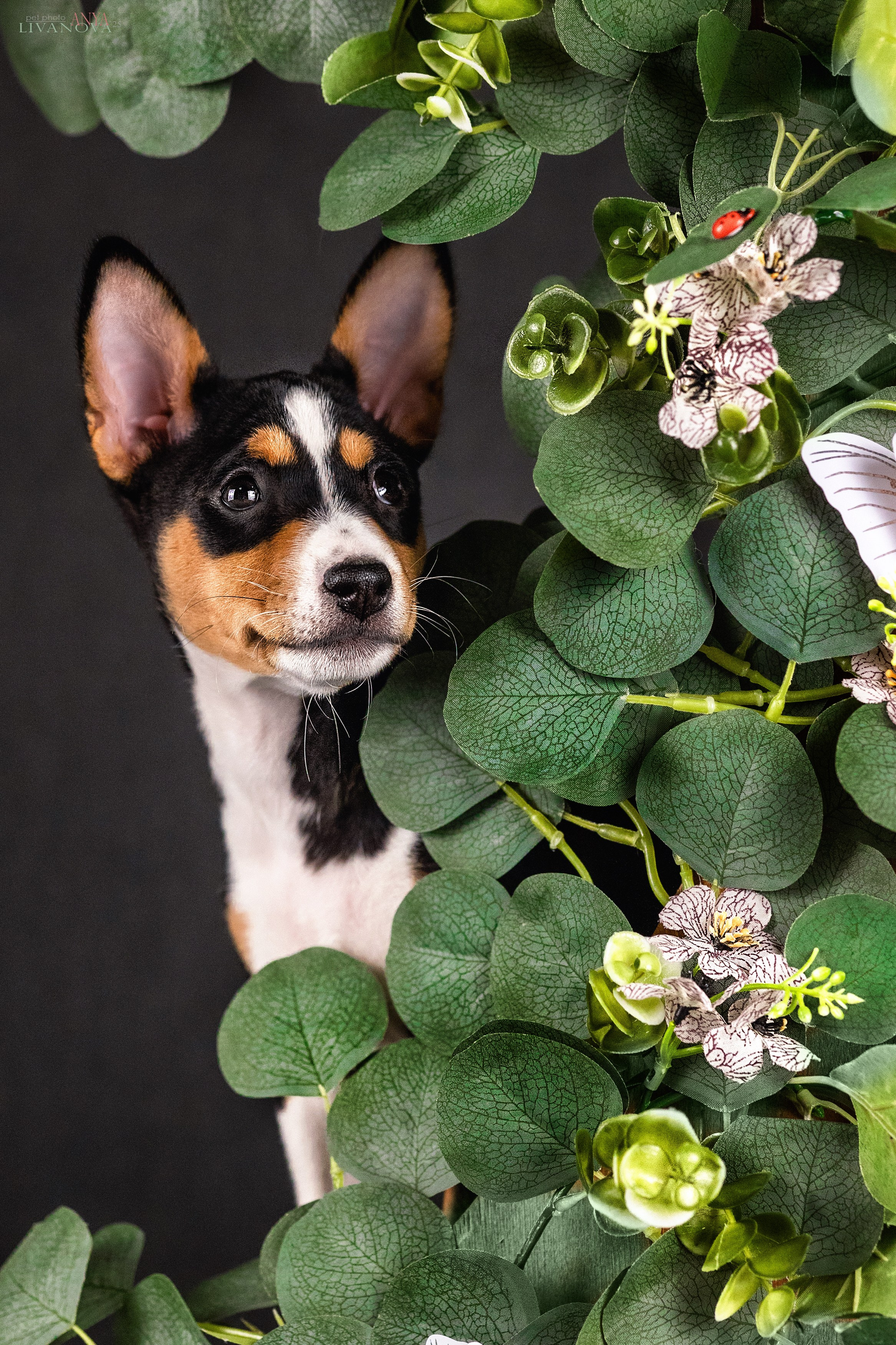 Басенджи. Фотограф анималист Аня Ливанова | Рыбинск