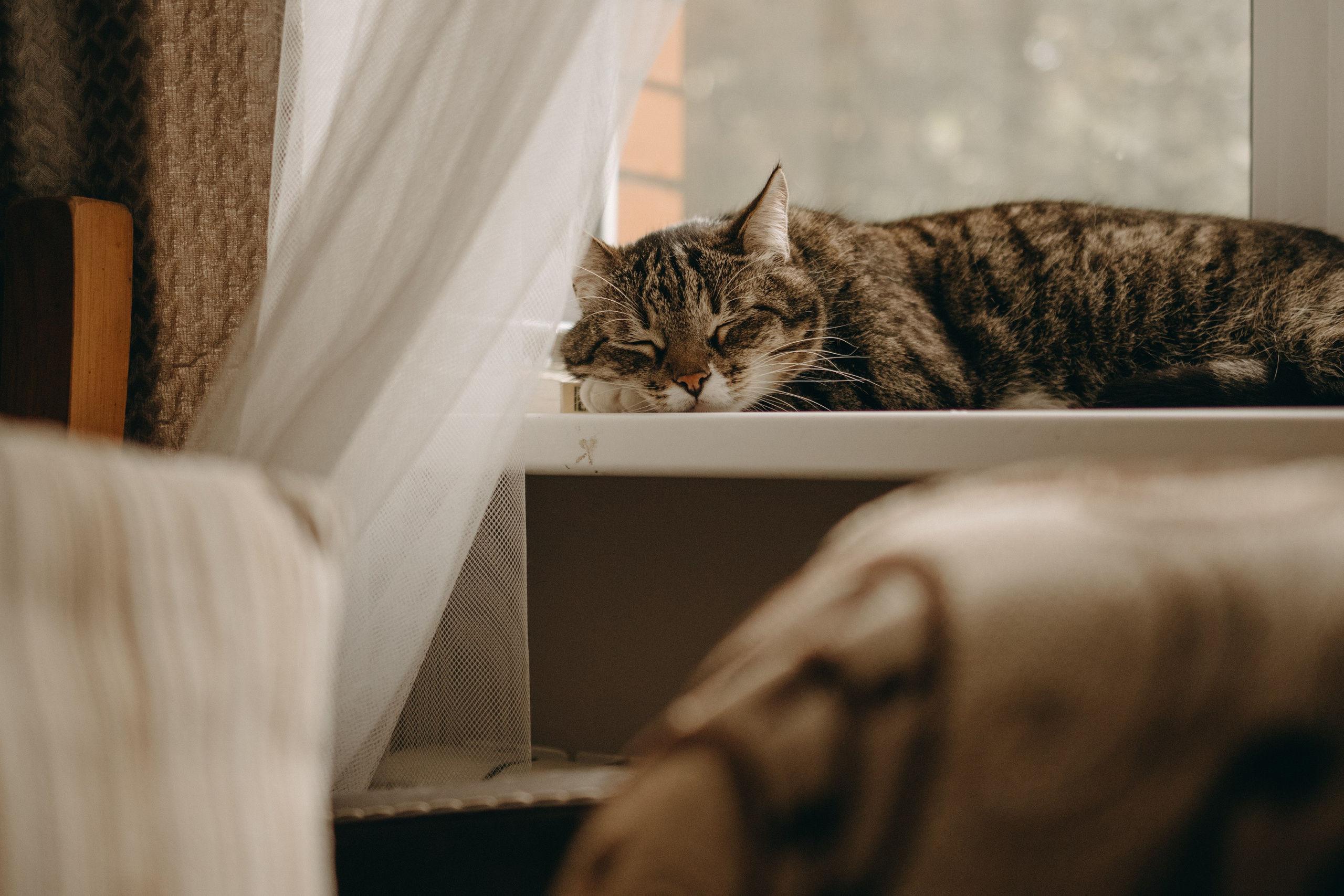 Софа и ее хвостики. Фотограф — Анималист | Санкт-Петербург