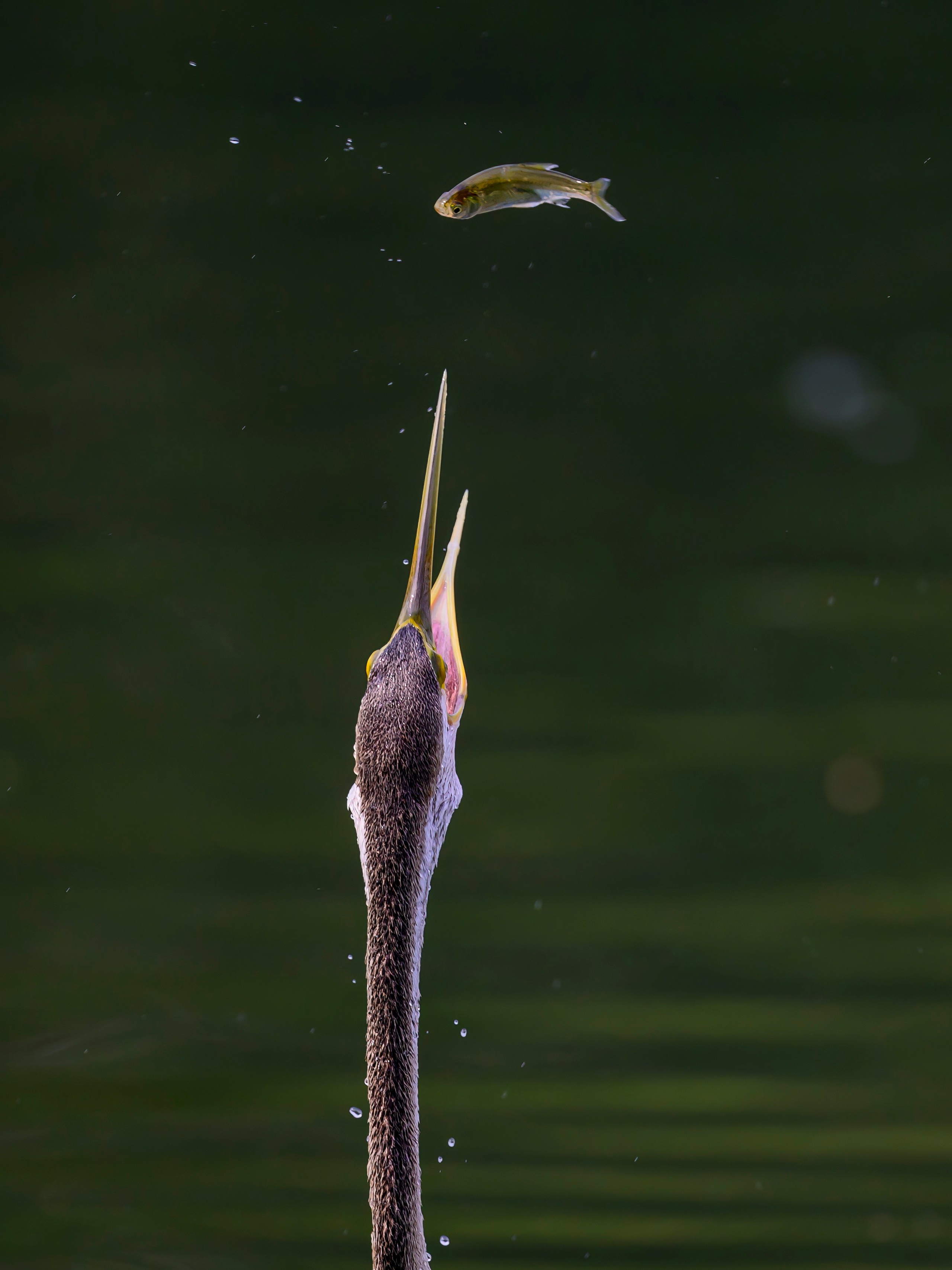 Раджастан, Индия. Wildlife photography by Sergey Puponin