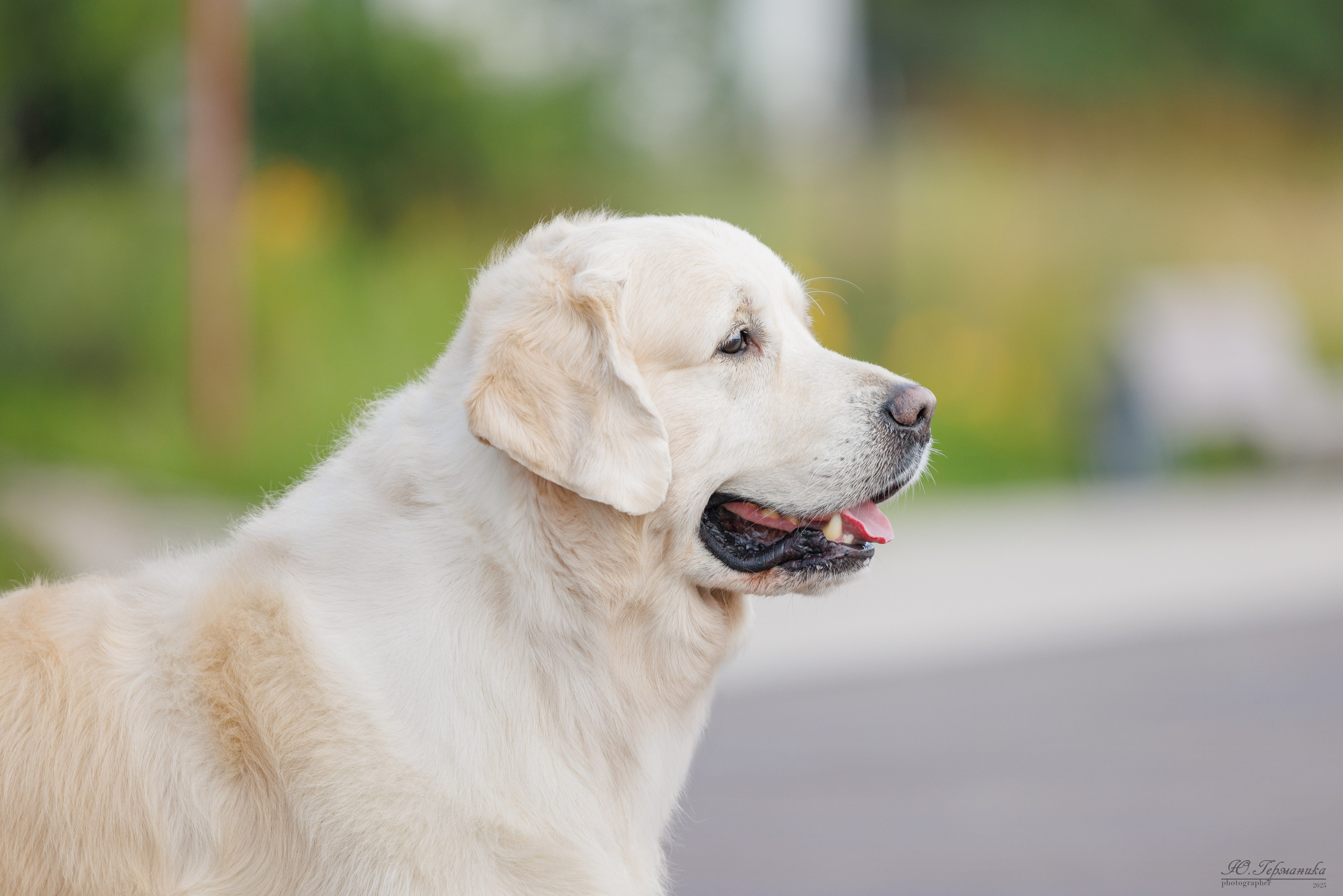 Фотосет Бригада УХ)). Фотограф-анималист Юлия Германика