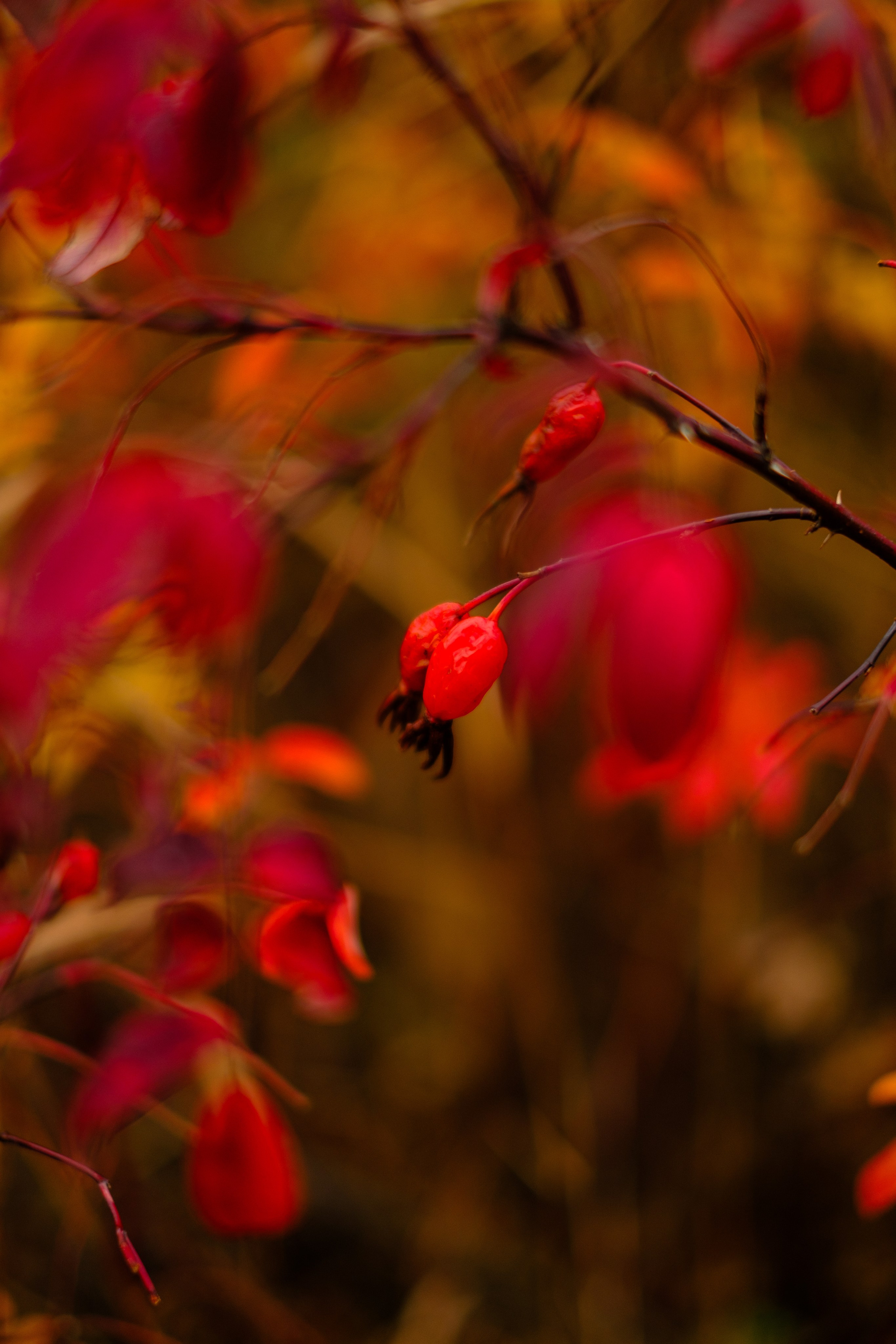 Михайловские столбы осенью. Фотограф Благовещенска Яна