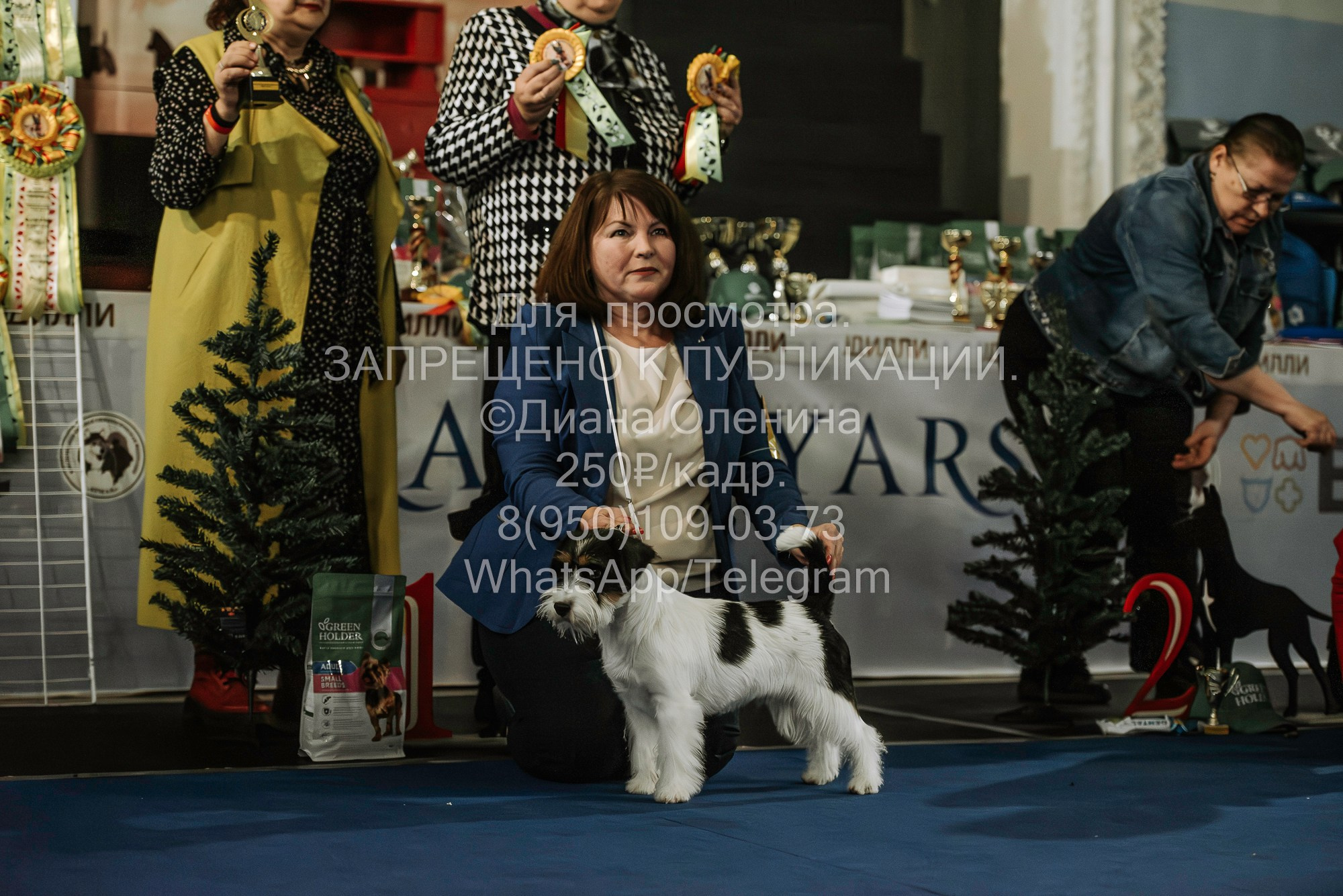Выставка собак Красноярск 29.10.2023. Фотограф Диана Оленина Красноярск / Братск