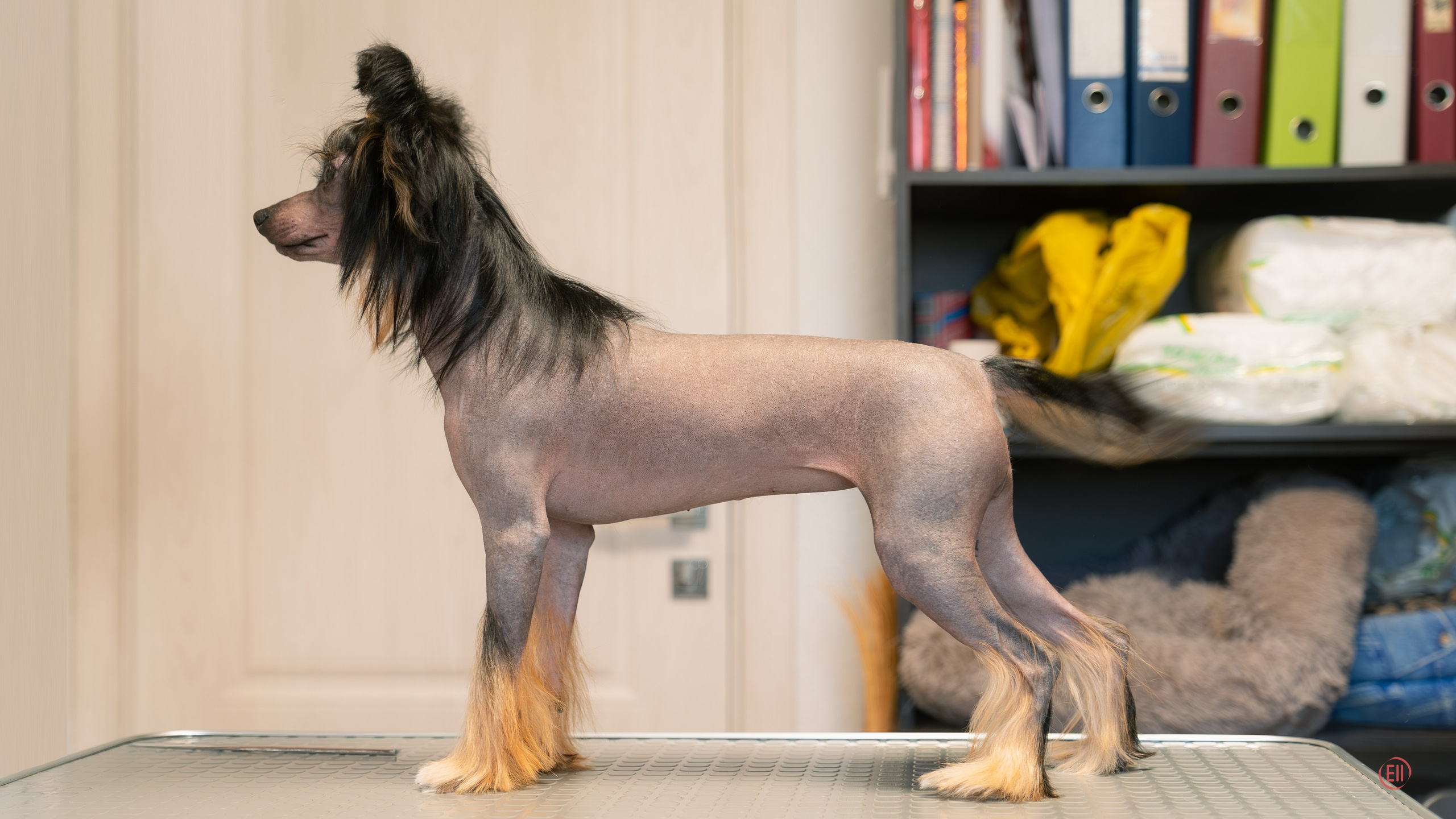 Poale Ell Victoriya — груминг. Фотограф в Москве