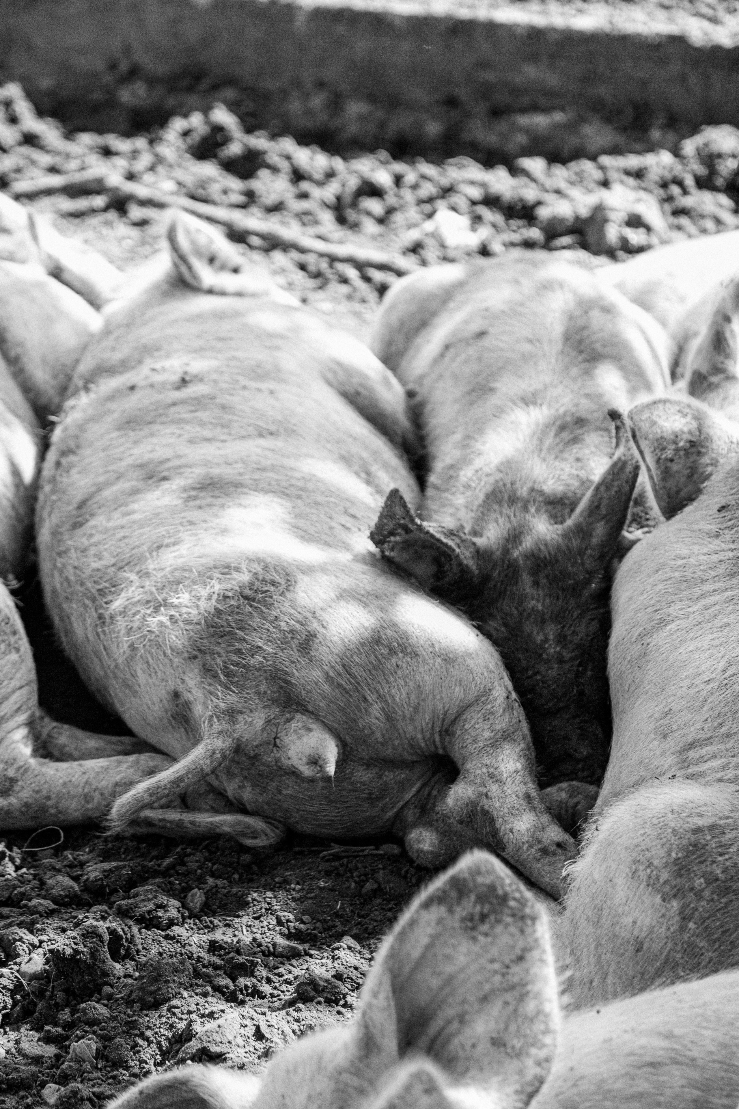 Элла Ферма. Юлия Космо — фуд-фотограф, предметный стилист, Москва