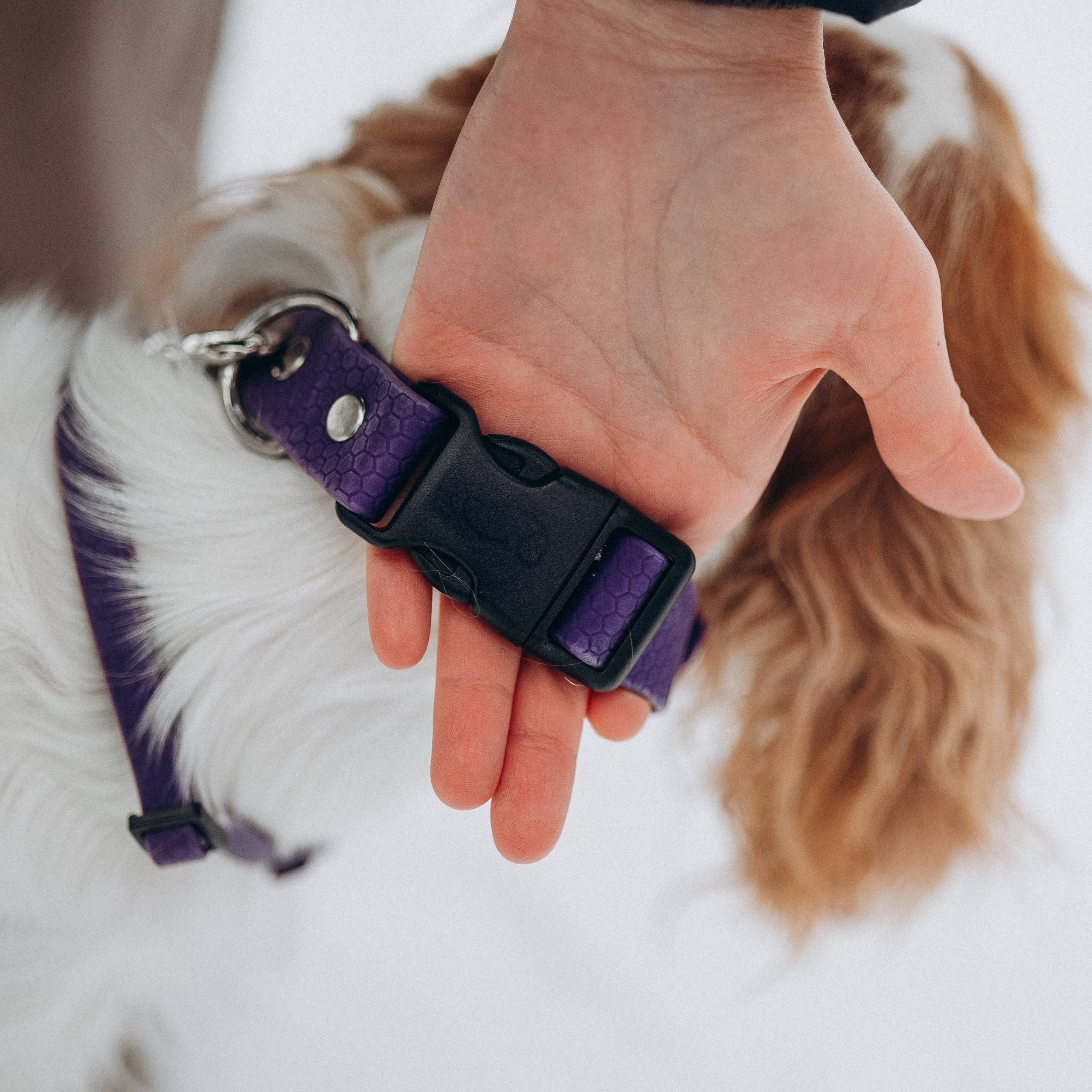 Амуниция «Бобик» 2. Фотораф — анималист Мария Шистка