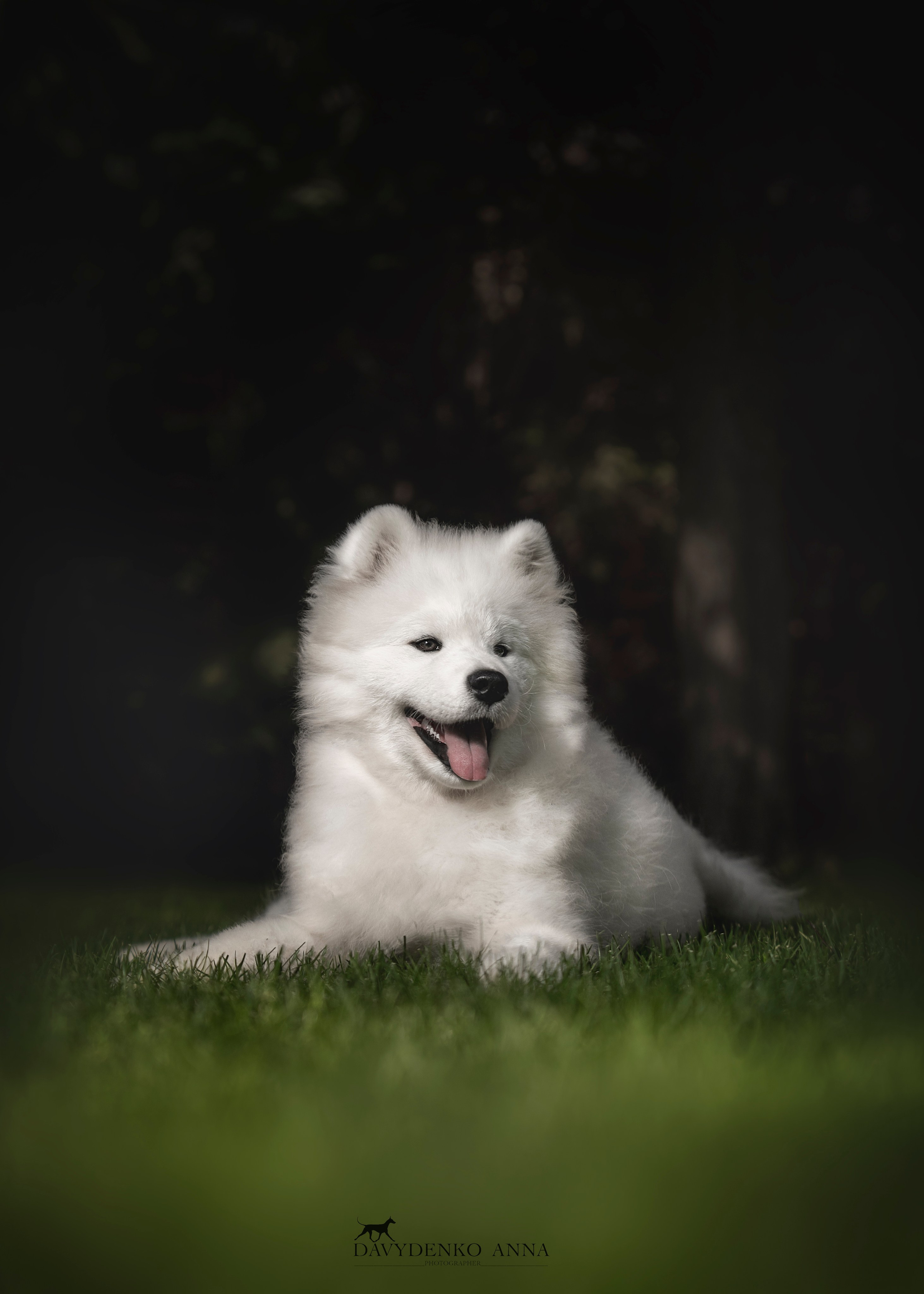 Животные отдельно