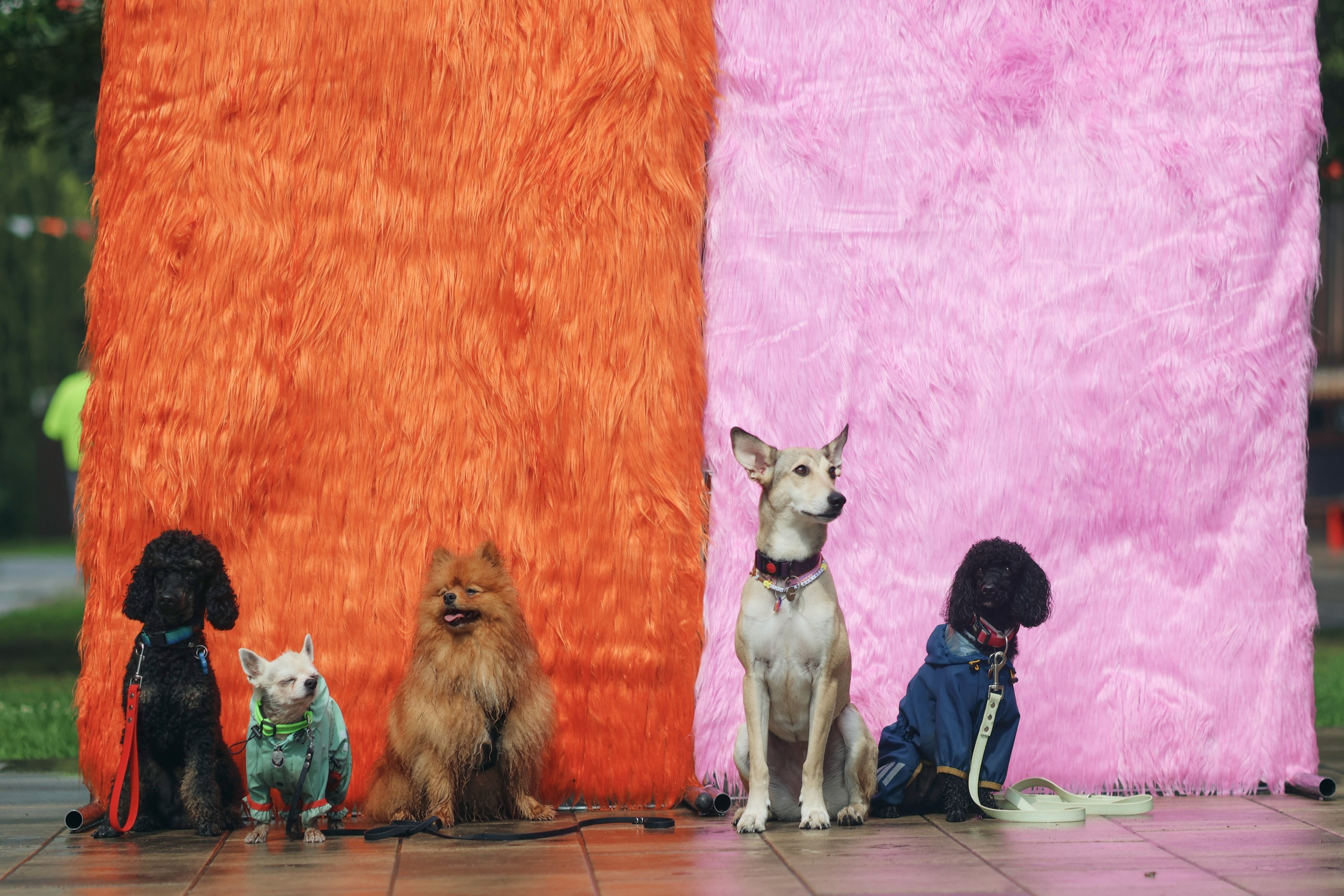 Четыре Лапы. Свадебный и репортажный фотограф Дмитрий Кононенко