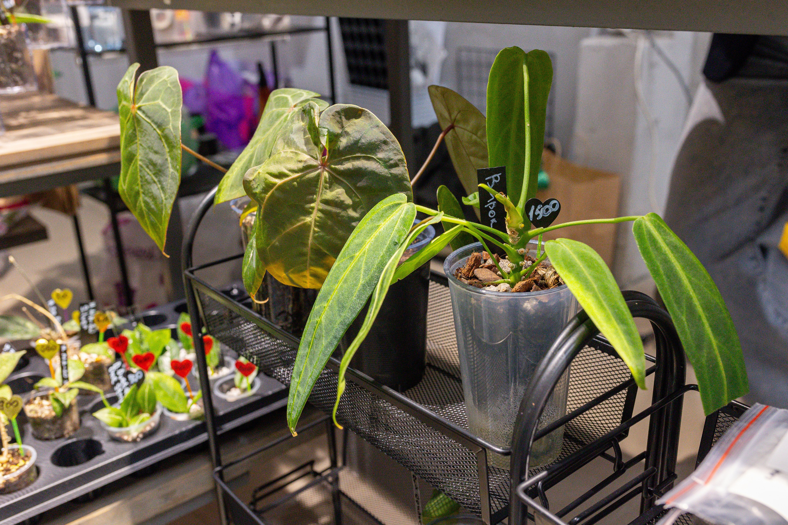 Ярмарка Green Rare 20.09.25. Александра Куликова фотограф, Москва