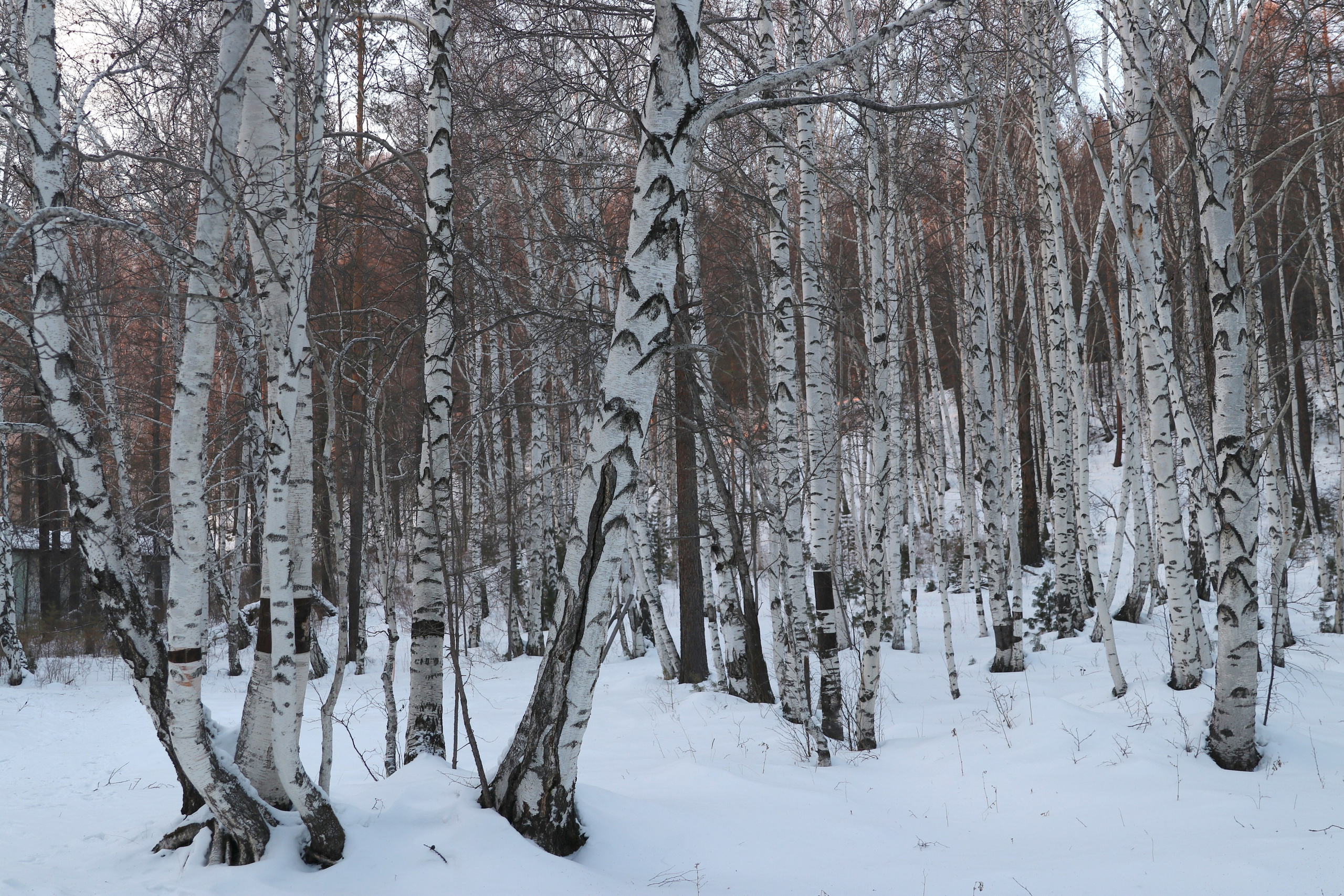 Аршан. Февраль 2025. Путешественник-фотограф из Санкт-Петербурга Татьяна Свистулина