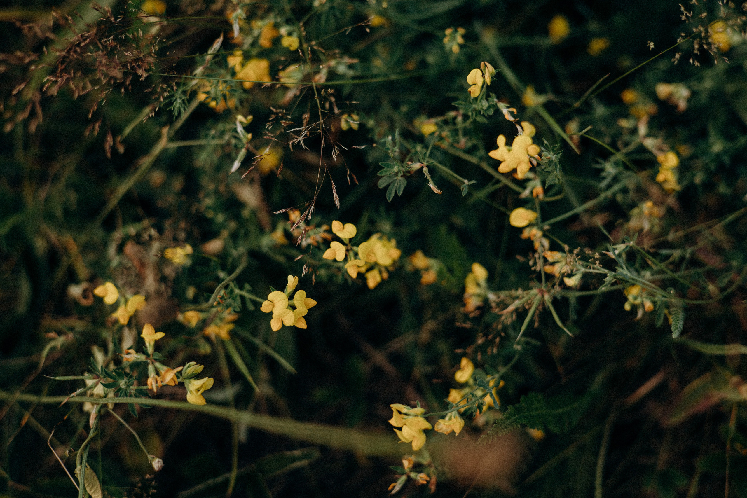 Маша, Антон, Варя, Фея и Вера. Портретный и семейный фотограф в Воронеже Ксения Ремизова
