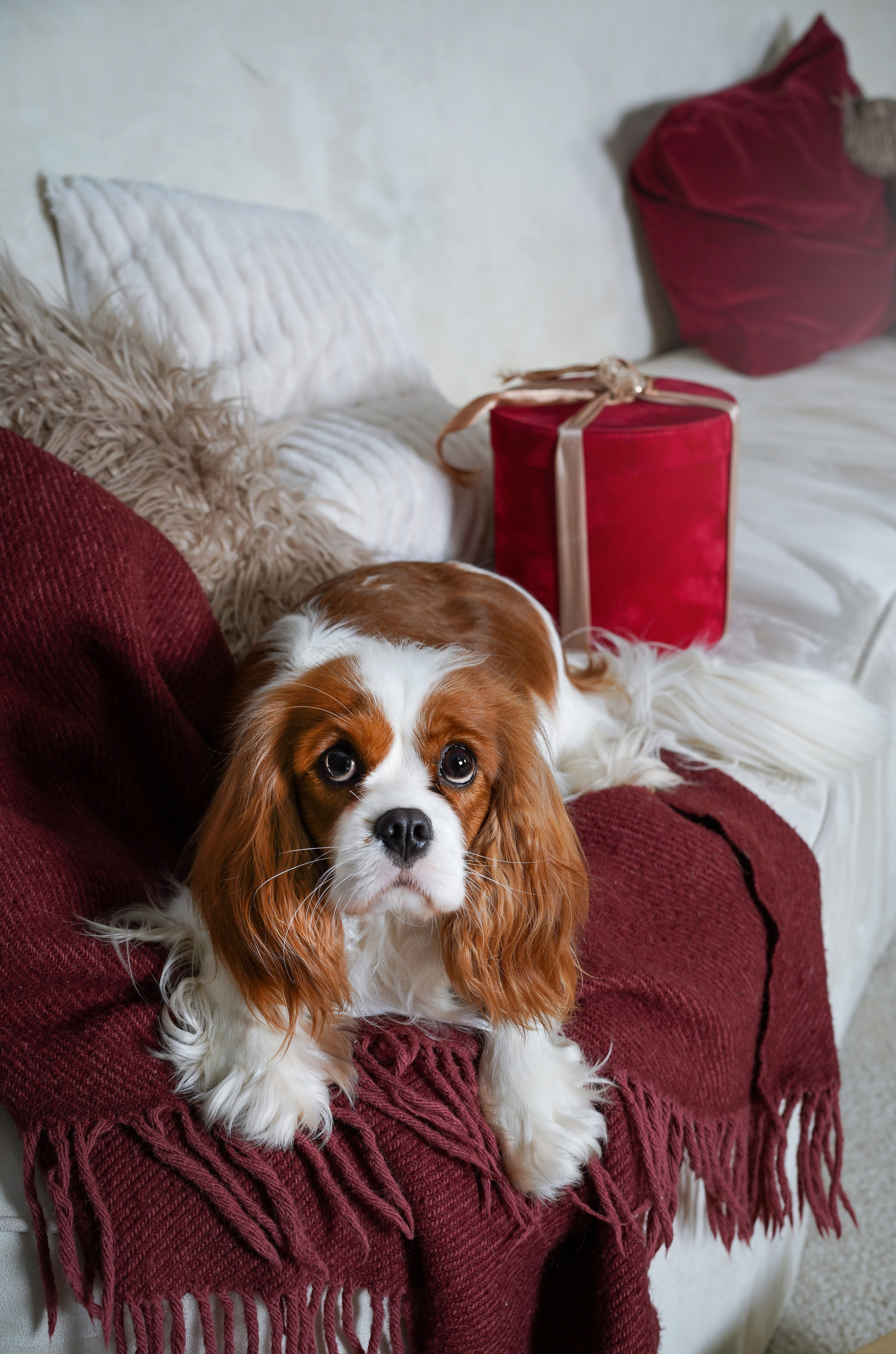 Катя и кавалерчики. Фотограф-анималист в Санкт-Петербурге Яна Мартынова