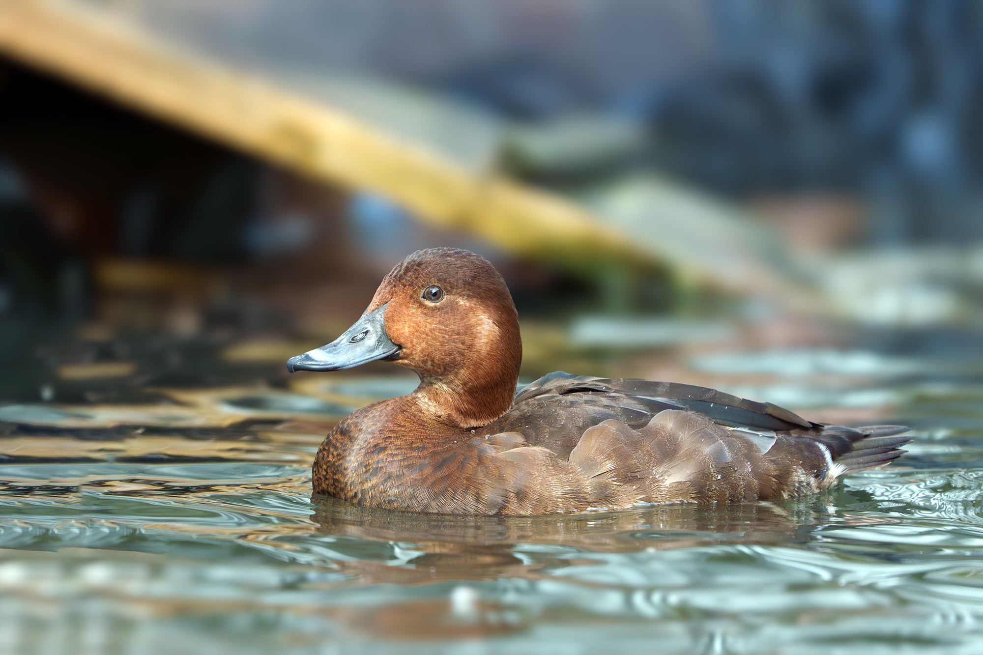 Удивительные мир птиц. Вокруг нас столько прекрасного — присмотритесь!. Ваш личный фотограф Марина Волкова